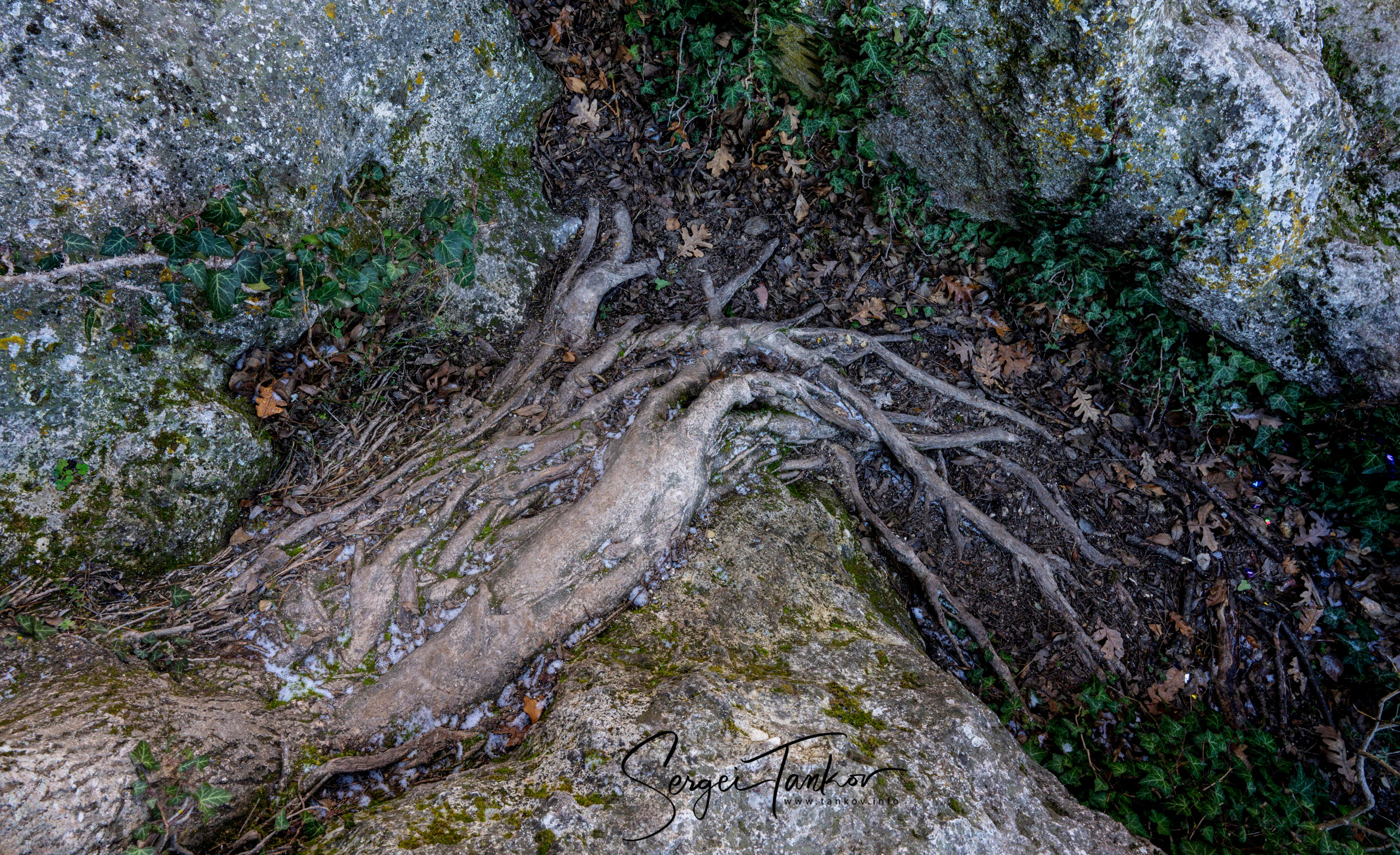 Крым (январь 2020). Фотограф Сергей Танков