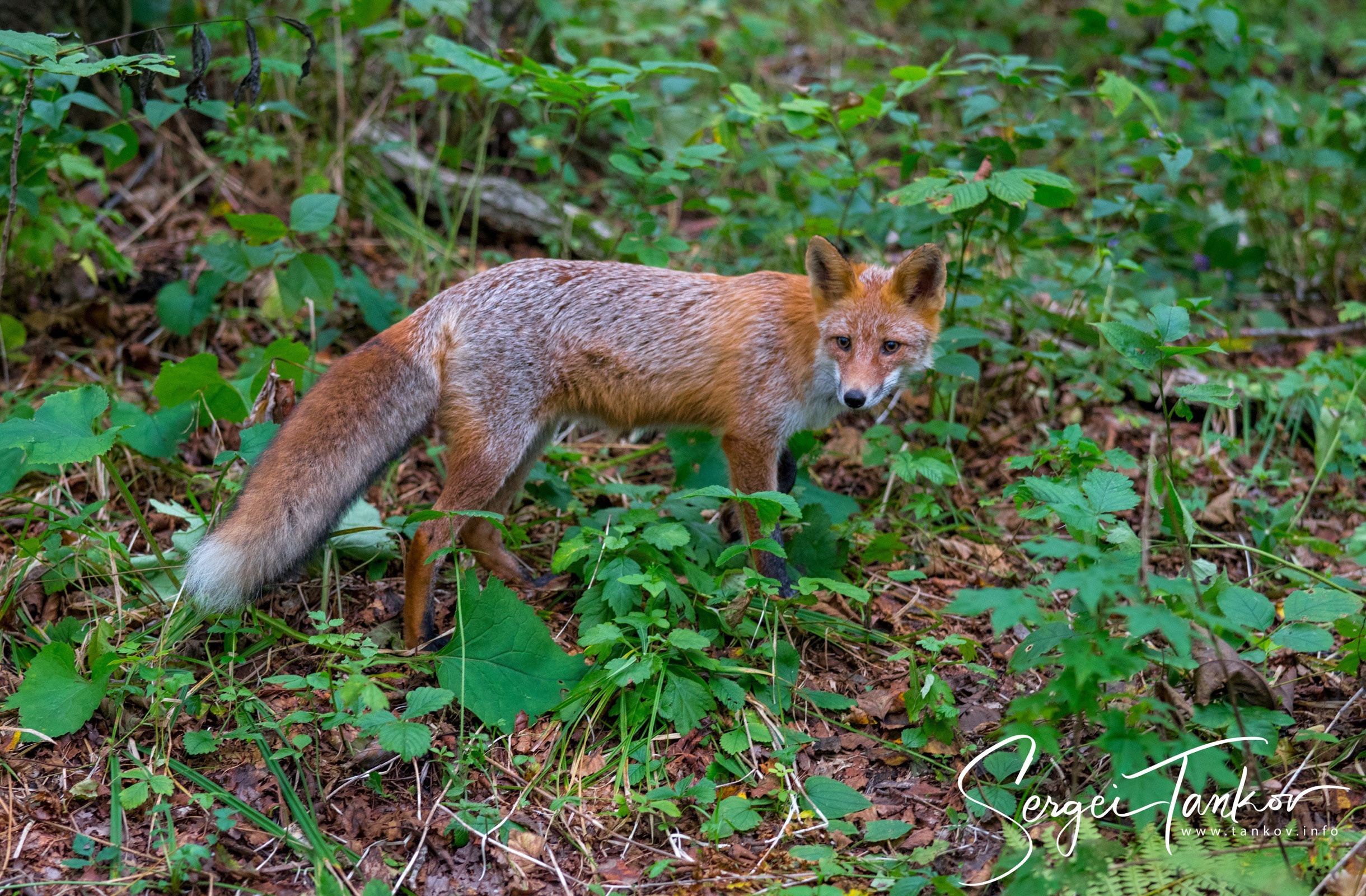 Владивосток (сентябрь 2019). Фотограф Сергей Танков