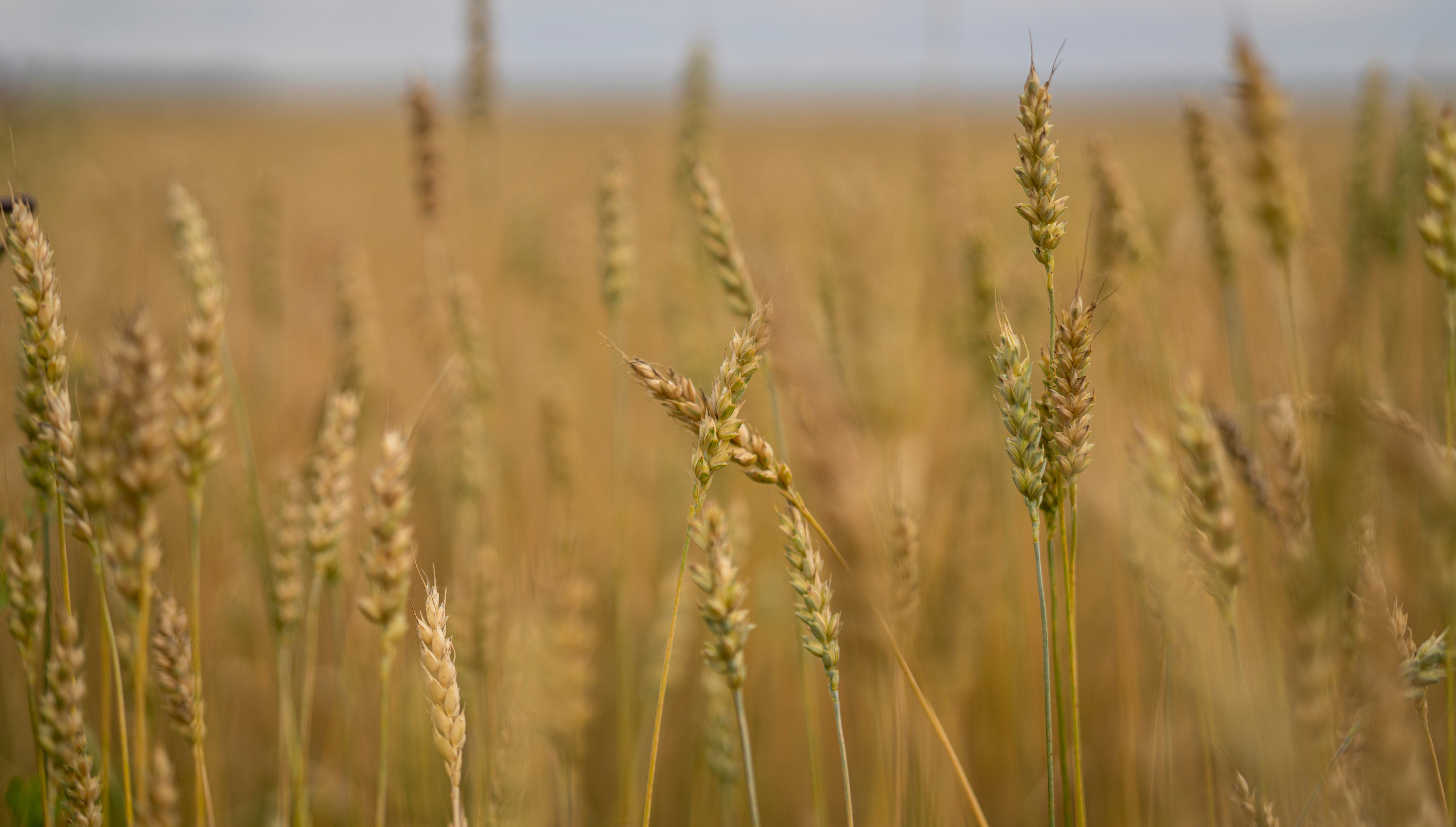 Питер (2020). Фотограф Сергей Танков