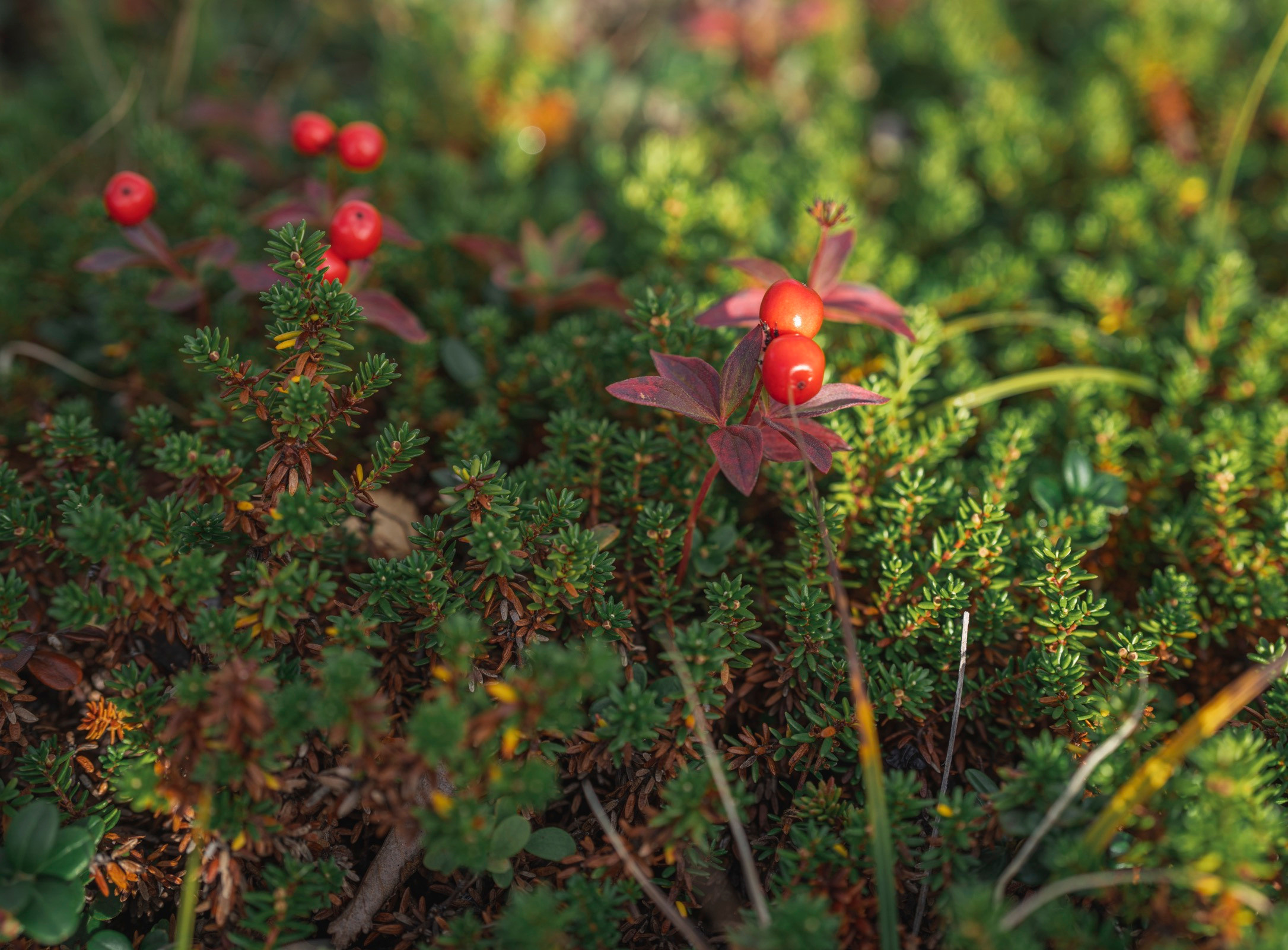 Териберка (октябрь 2020). Фотограф Сергей Танков
