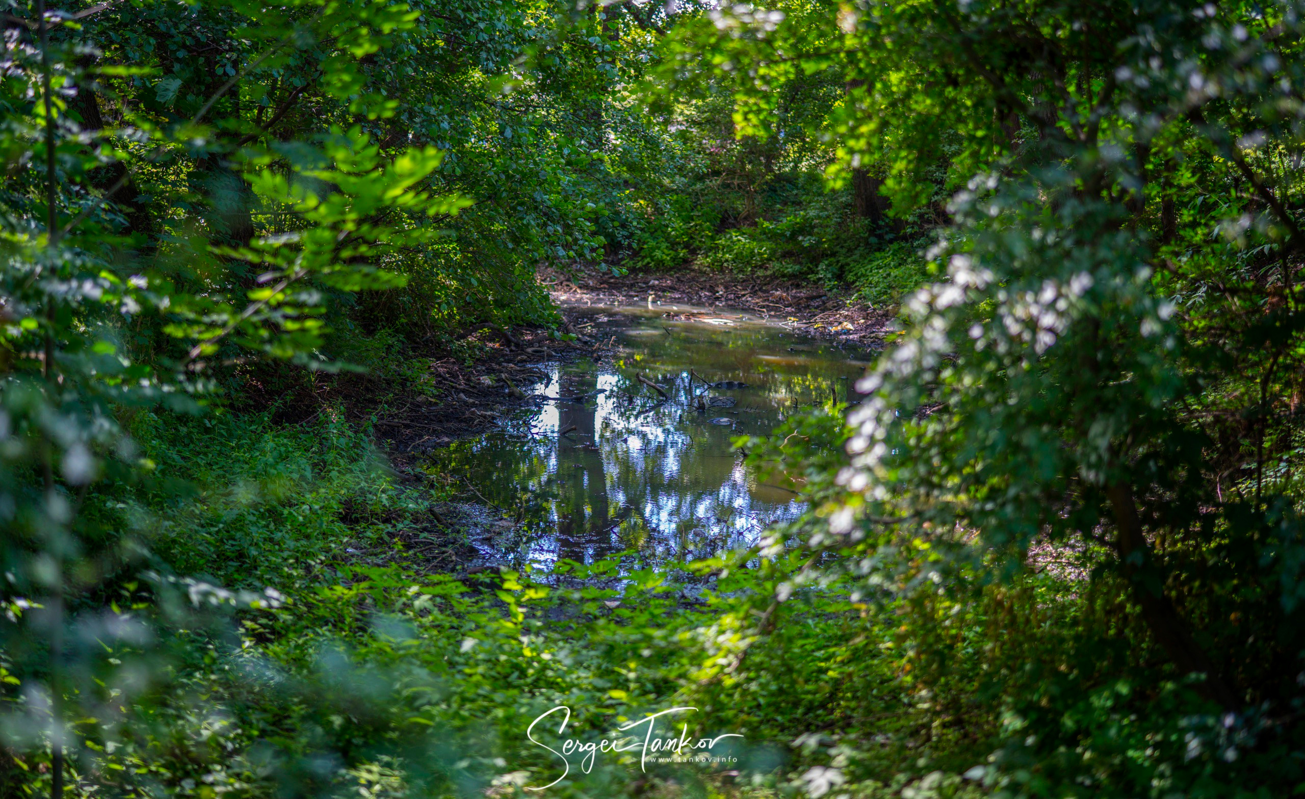 Калининград (июнь 2019). Фотограф Сергей Танков