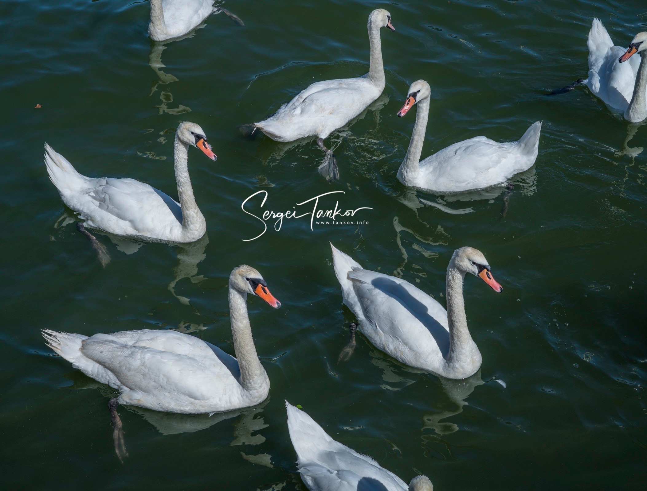 Калининград (июнь 2019). Фотограф Сергей Танков