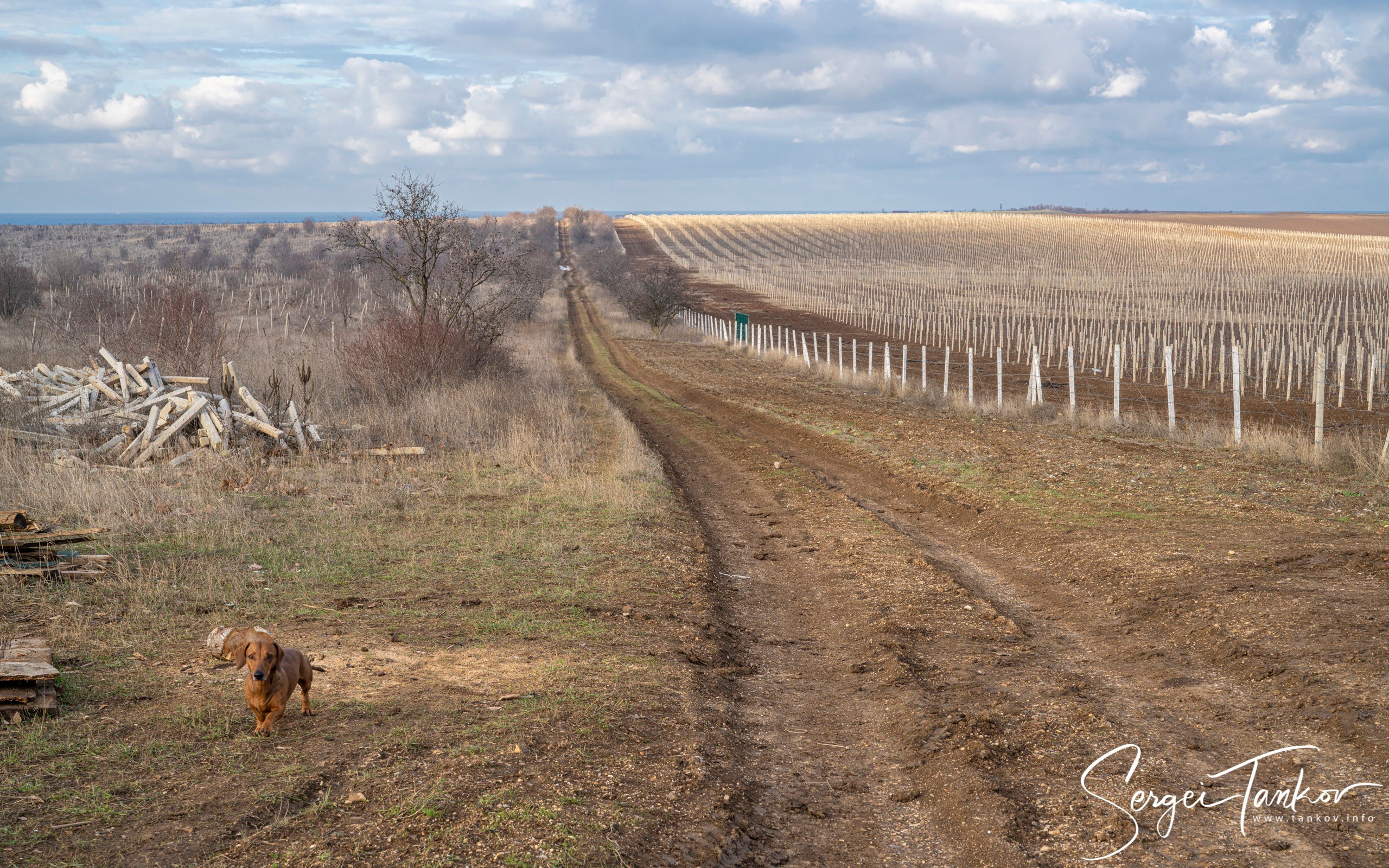 Крым (январь 2020). Фотограф Сергей Танков