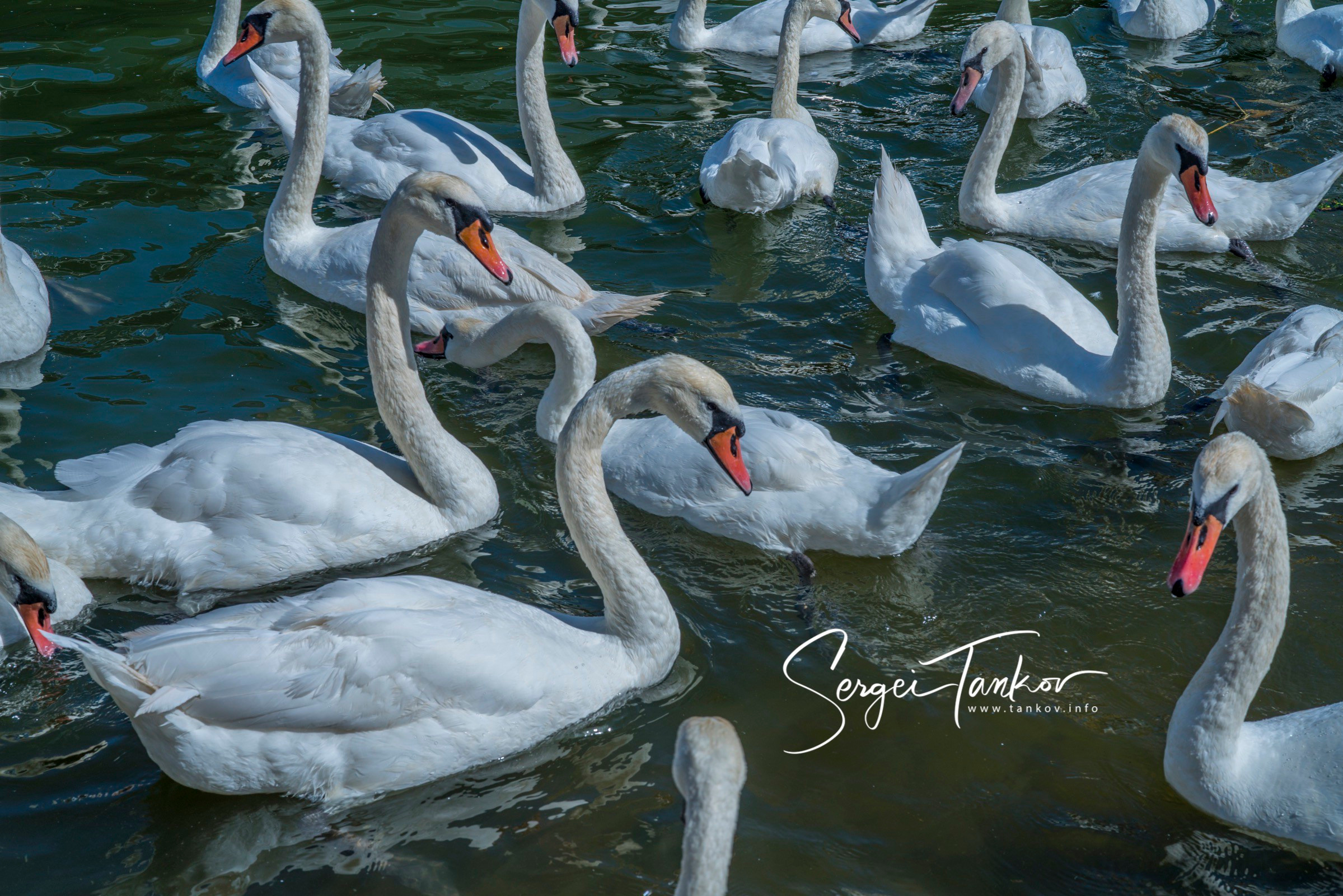 Калининград (июнь 2019). Фотограф Сергей Танков
