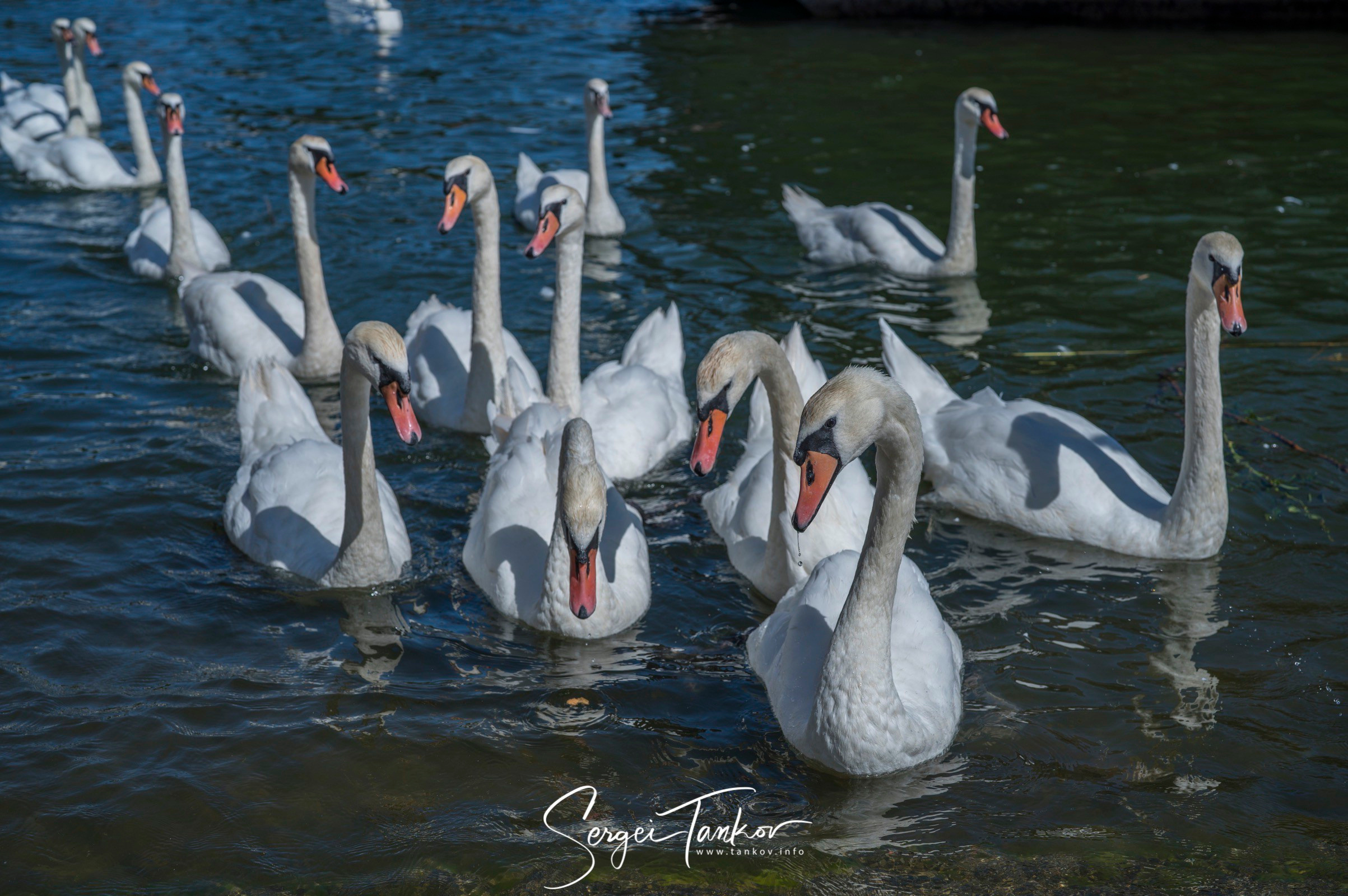 Калининград (июнь 2019). Фотограф Сергей Танков