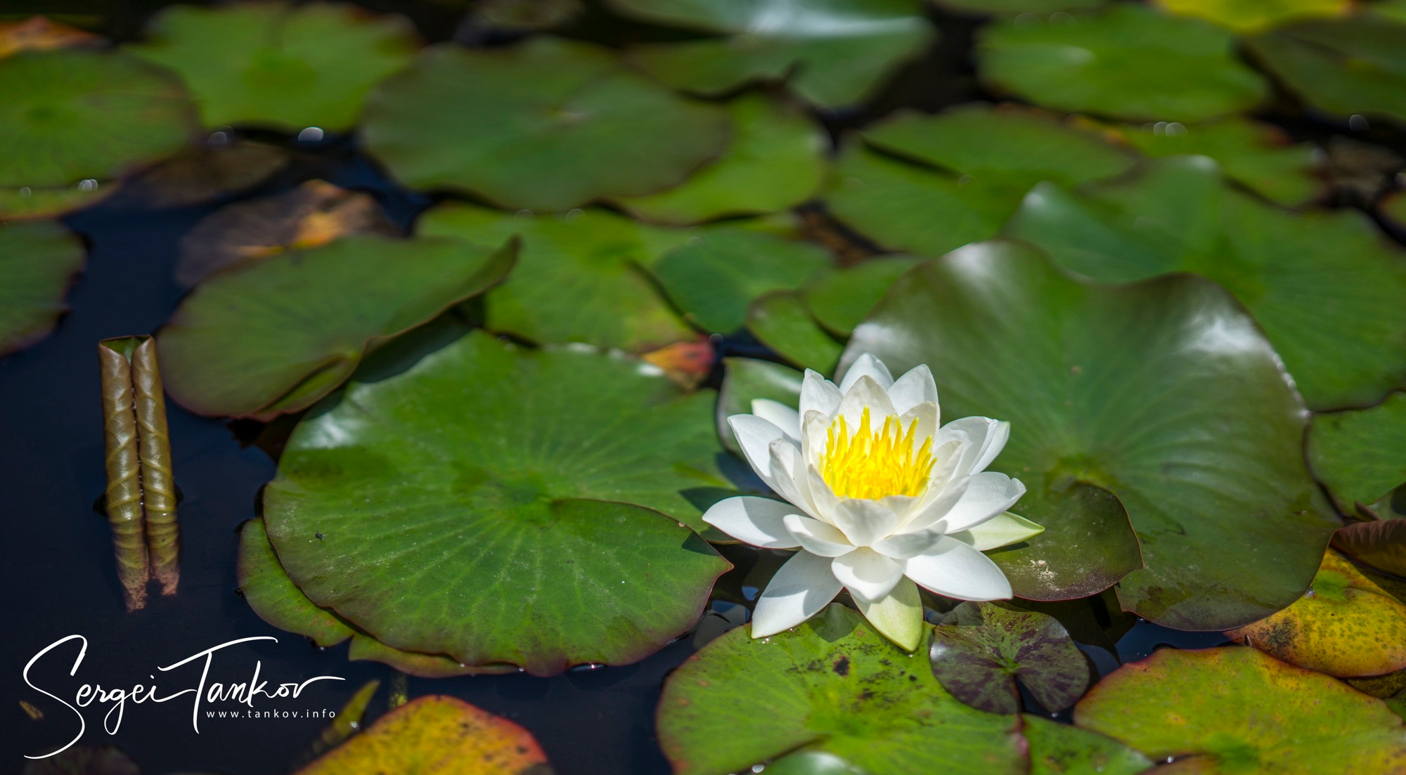 Абхазия (май 2019). Фотограф Сергей Танков