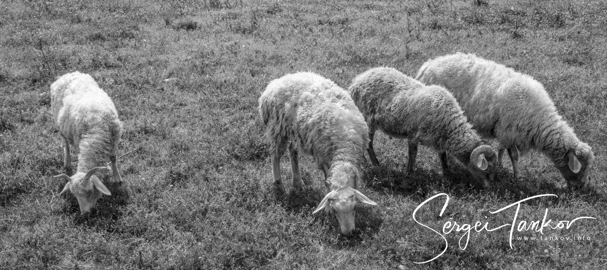 Абхазия (май 2019). Фотограф Сергей Танков