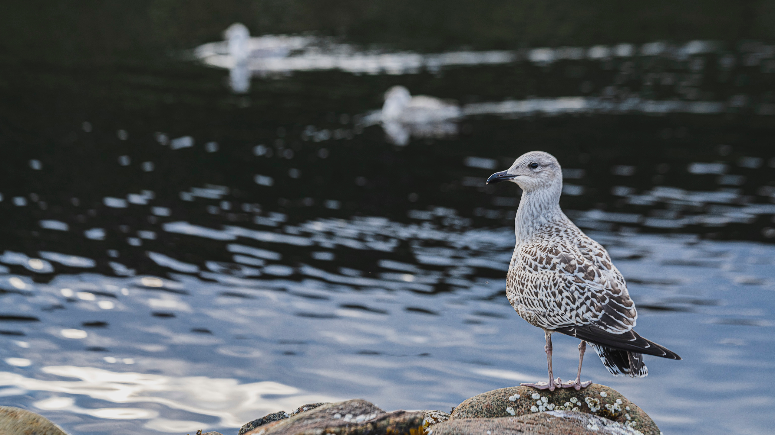 Териберка (октябрь 2020). Фотограф Сергей Танков
