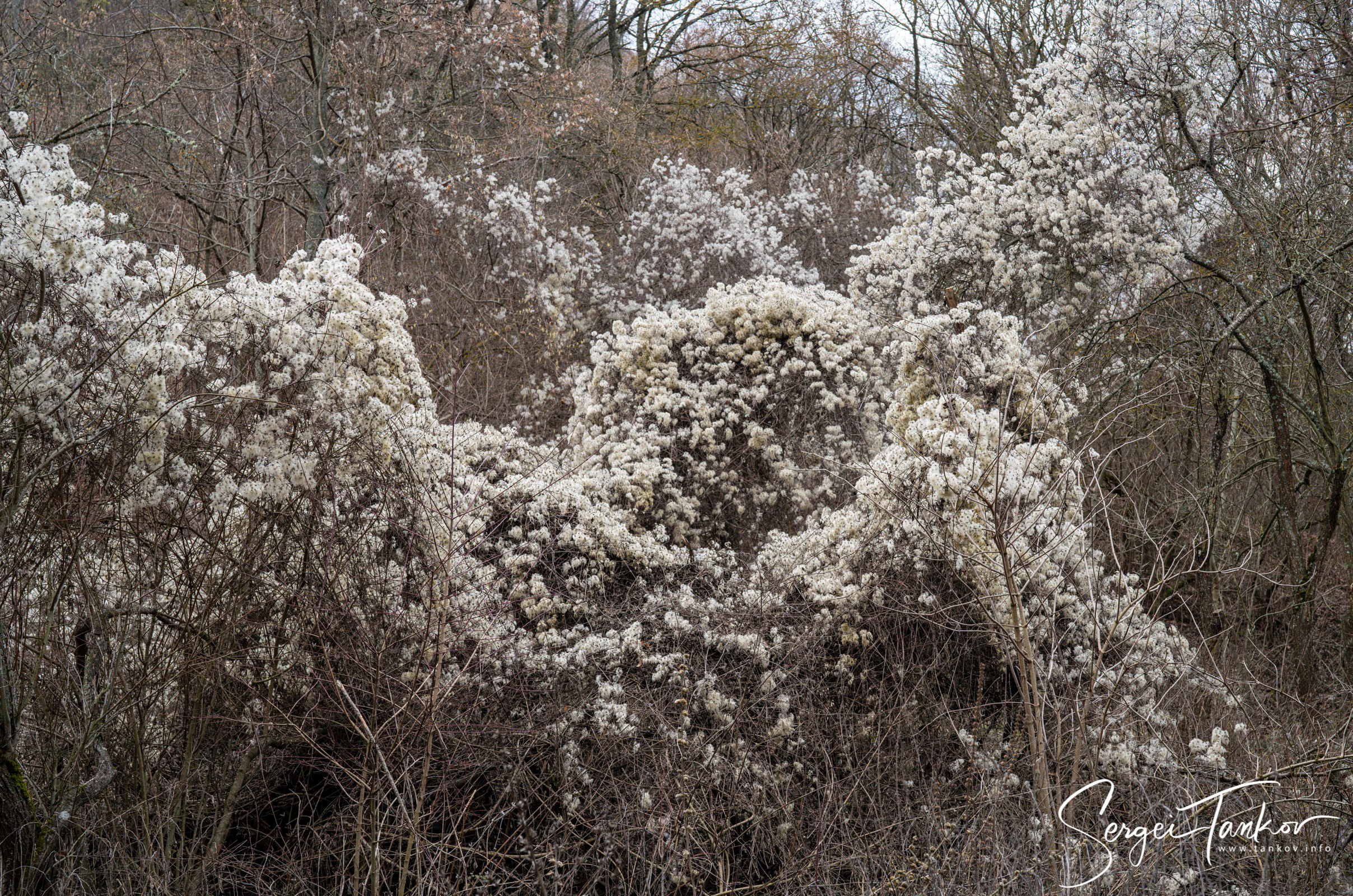 Крым (январь 2020). Фотограф Сергей Танков