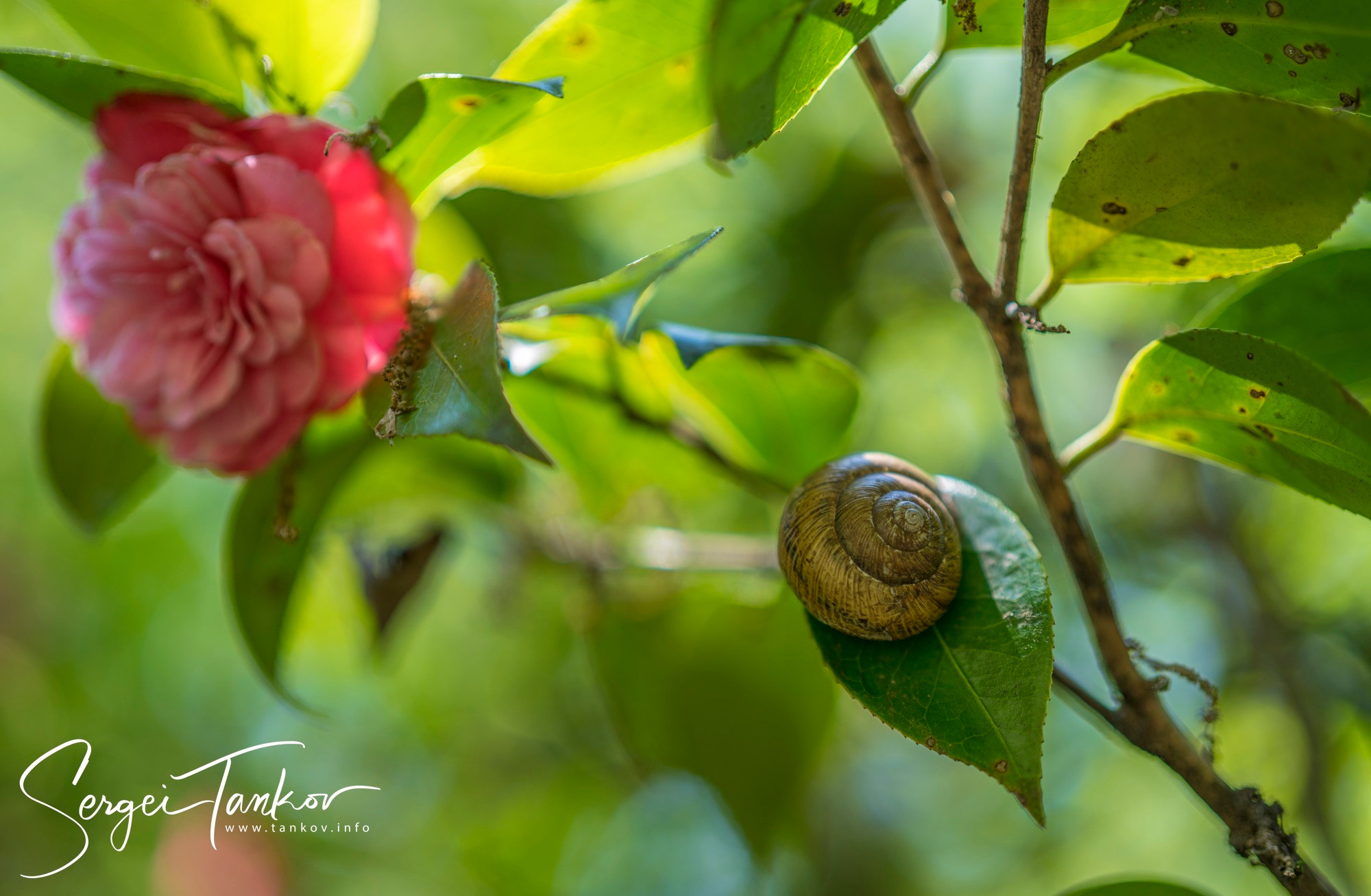 Абхазия (май 2019). Фотограф Сергей Танков