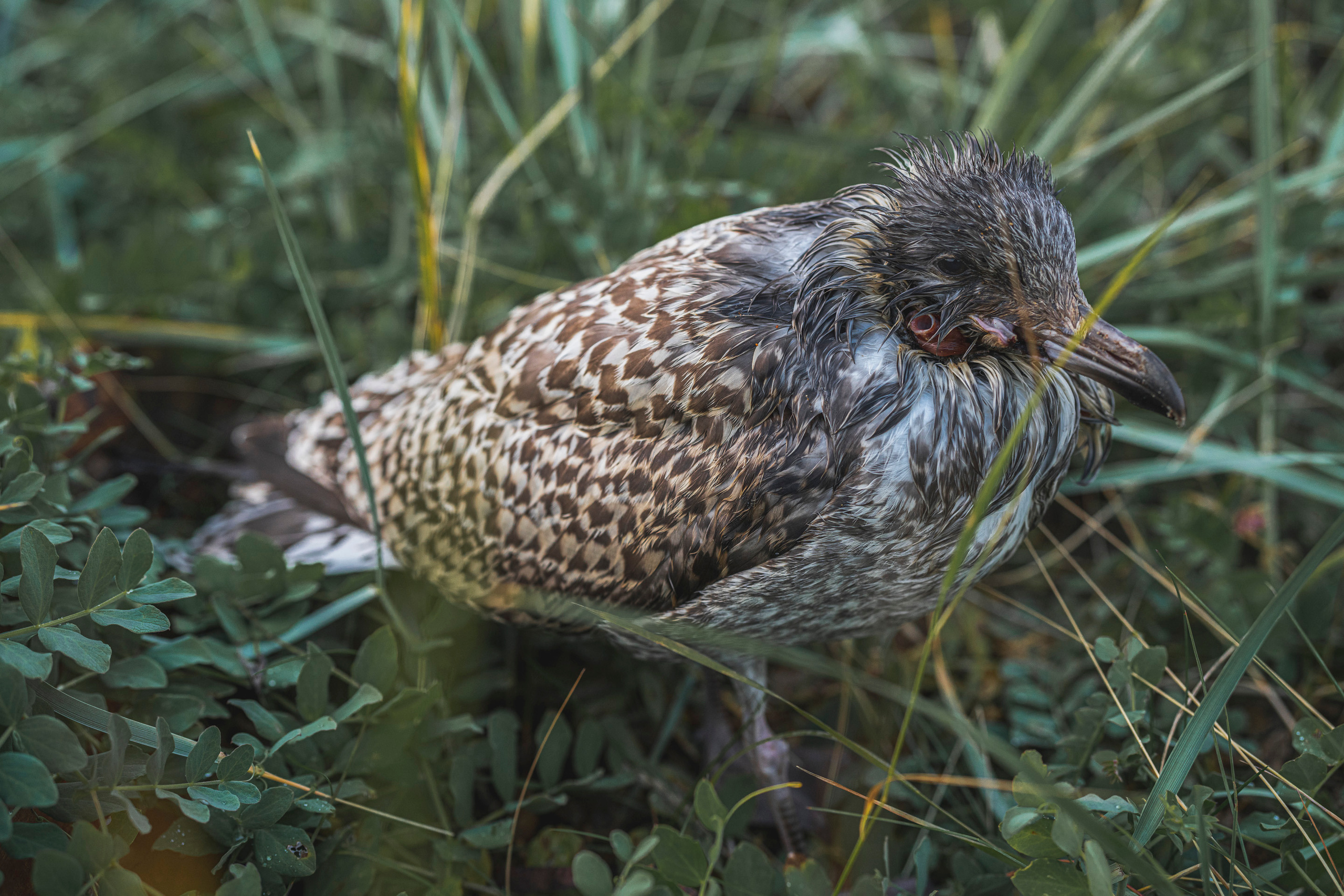 Териберка (октябрь 2020). Фотограф Сергей Танков