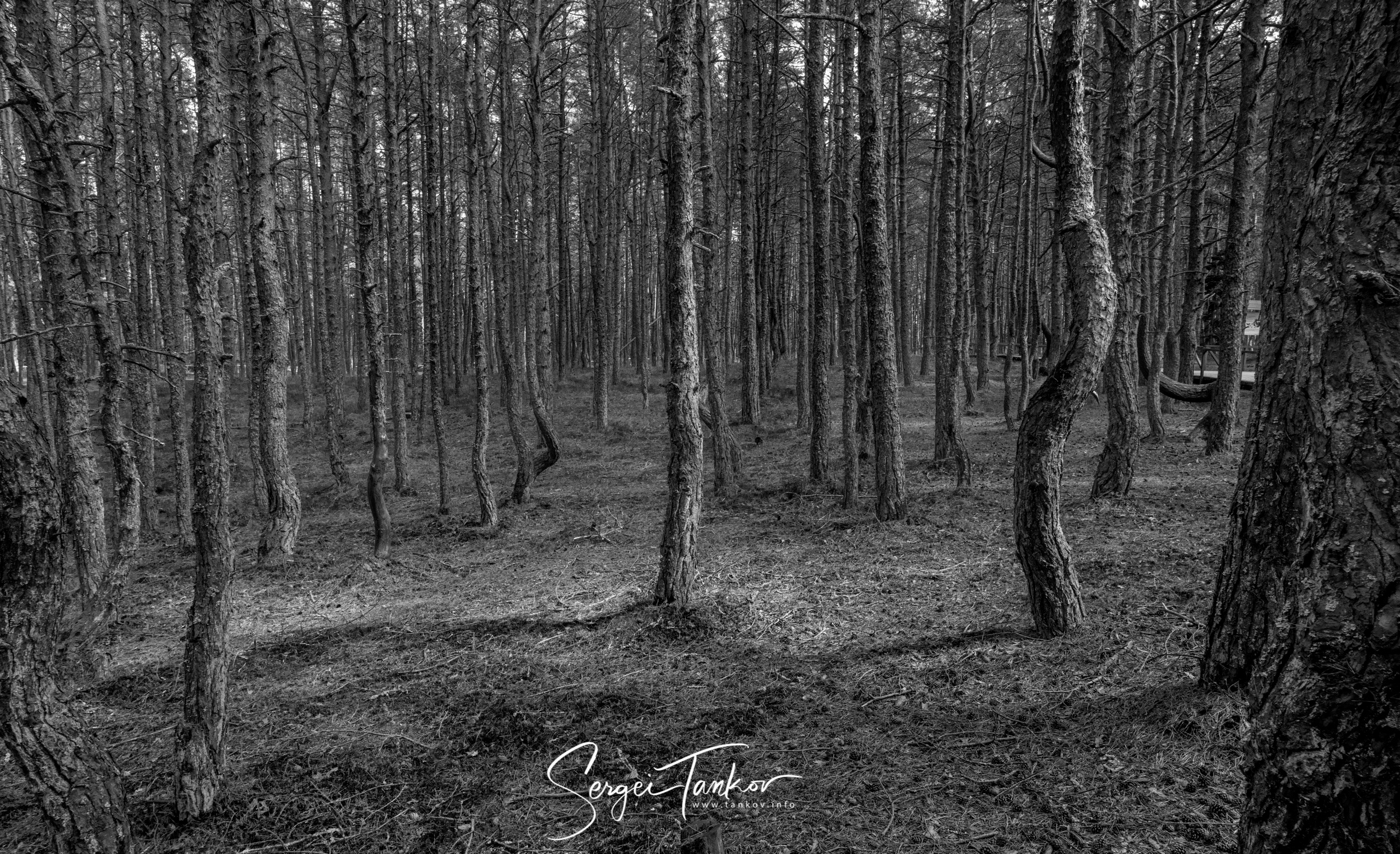 Калининград (июнь 2019). Фотограф Сергей Танков