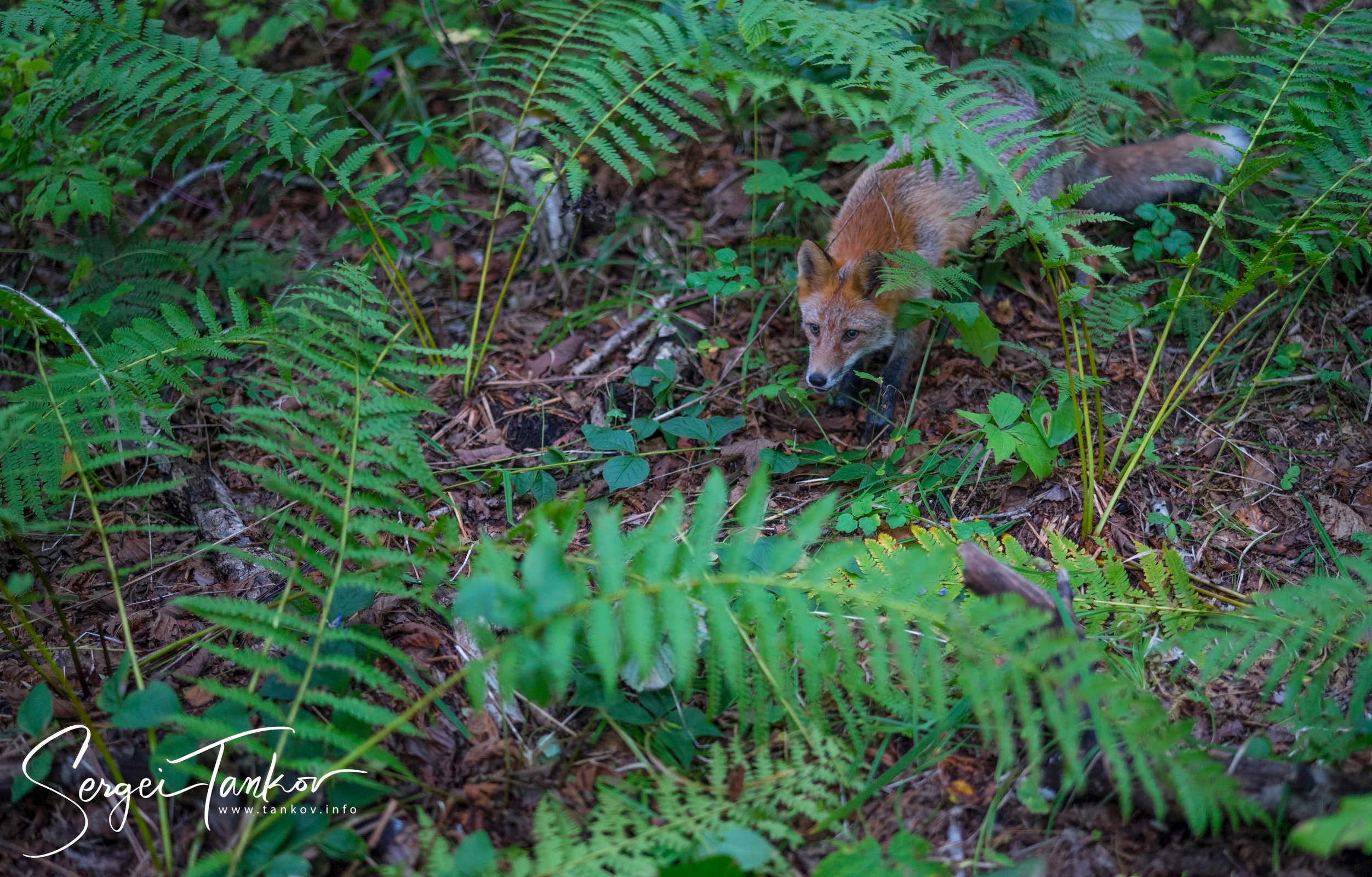 Владивосток (сентябрь 2019). Фотограф Сергей Танков