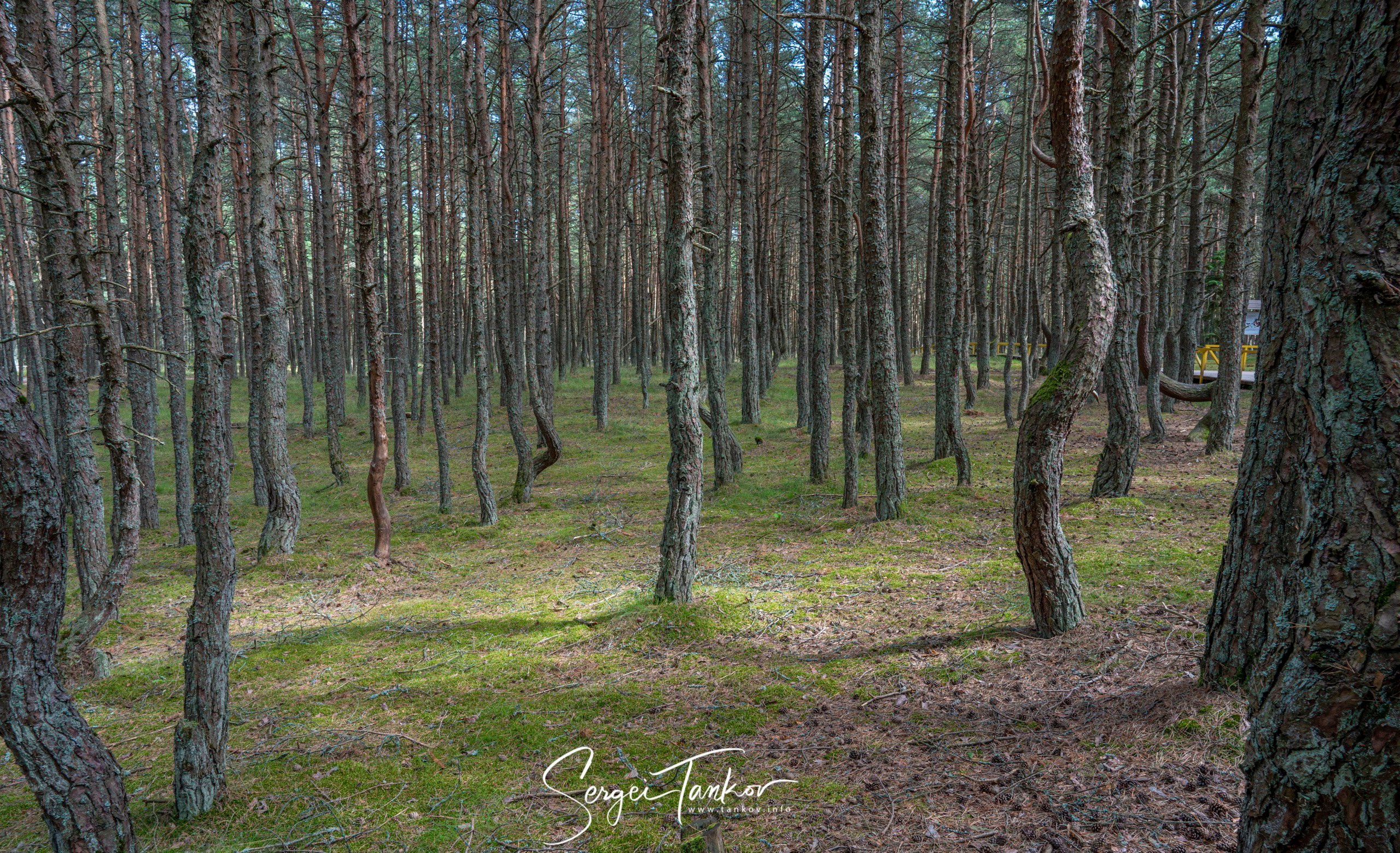 Калининград (июнь 2019). Фотограф Сергей Танков