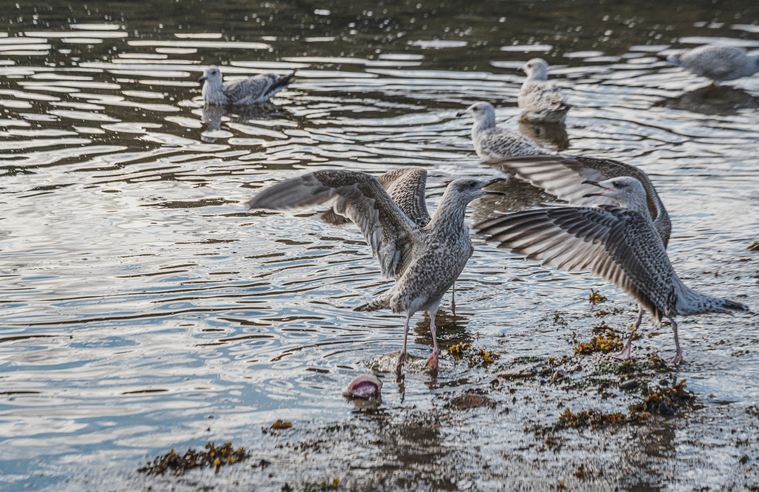 Териберка (октябрь 2020). Фотограф Сергей Танков