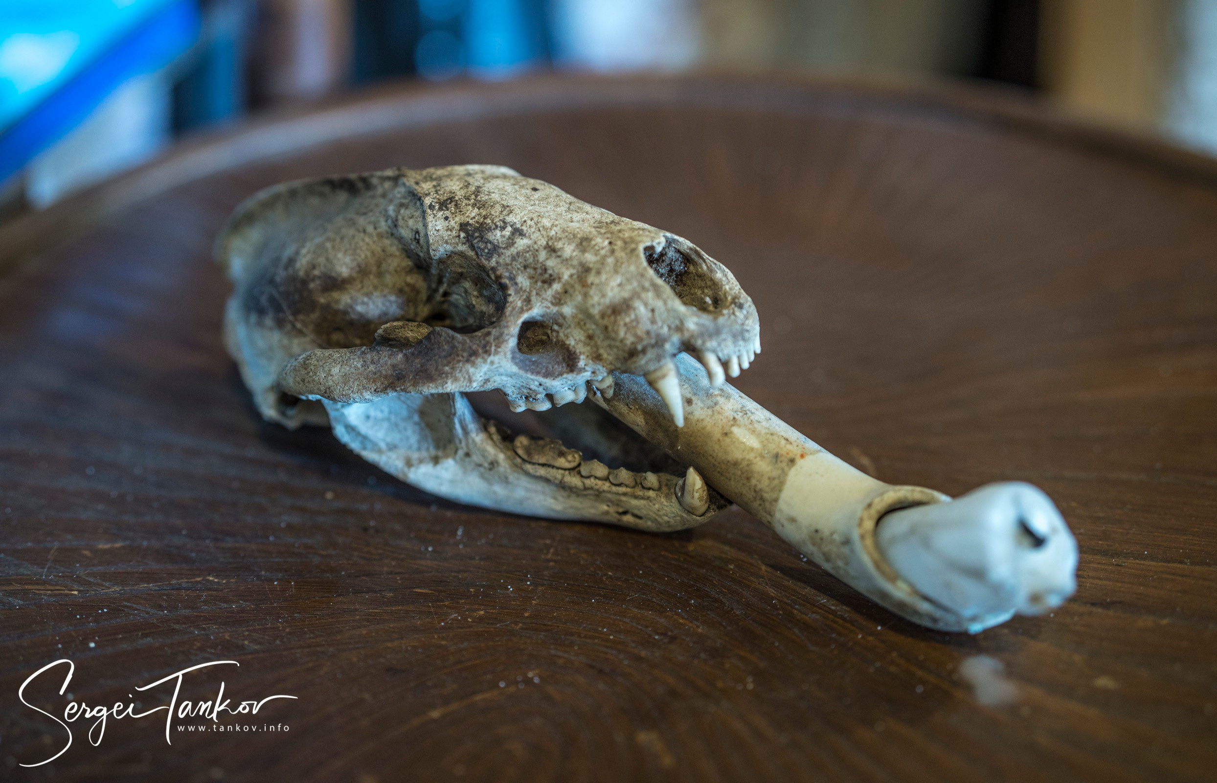 Калининград (июнь 2019). Фотограф Сергей Танков