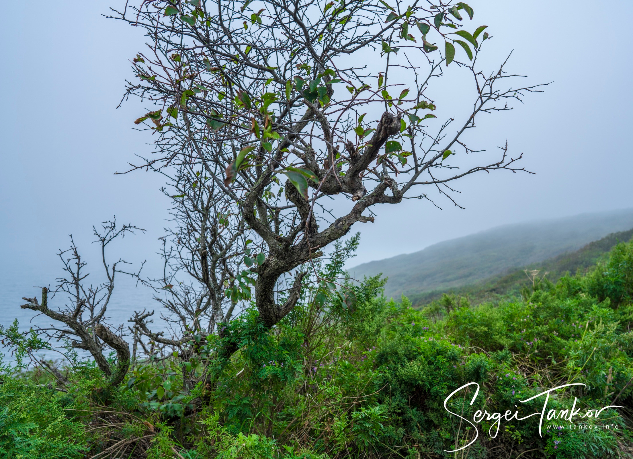 Владивосток (сентябрь 2019). Фотограф Сергей Танков