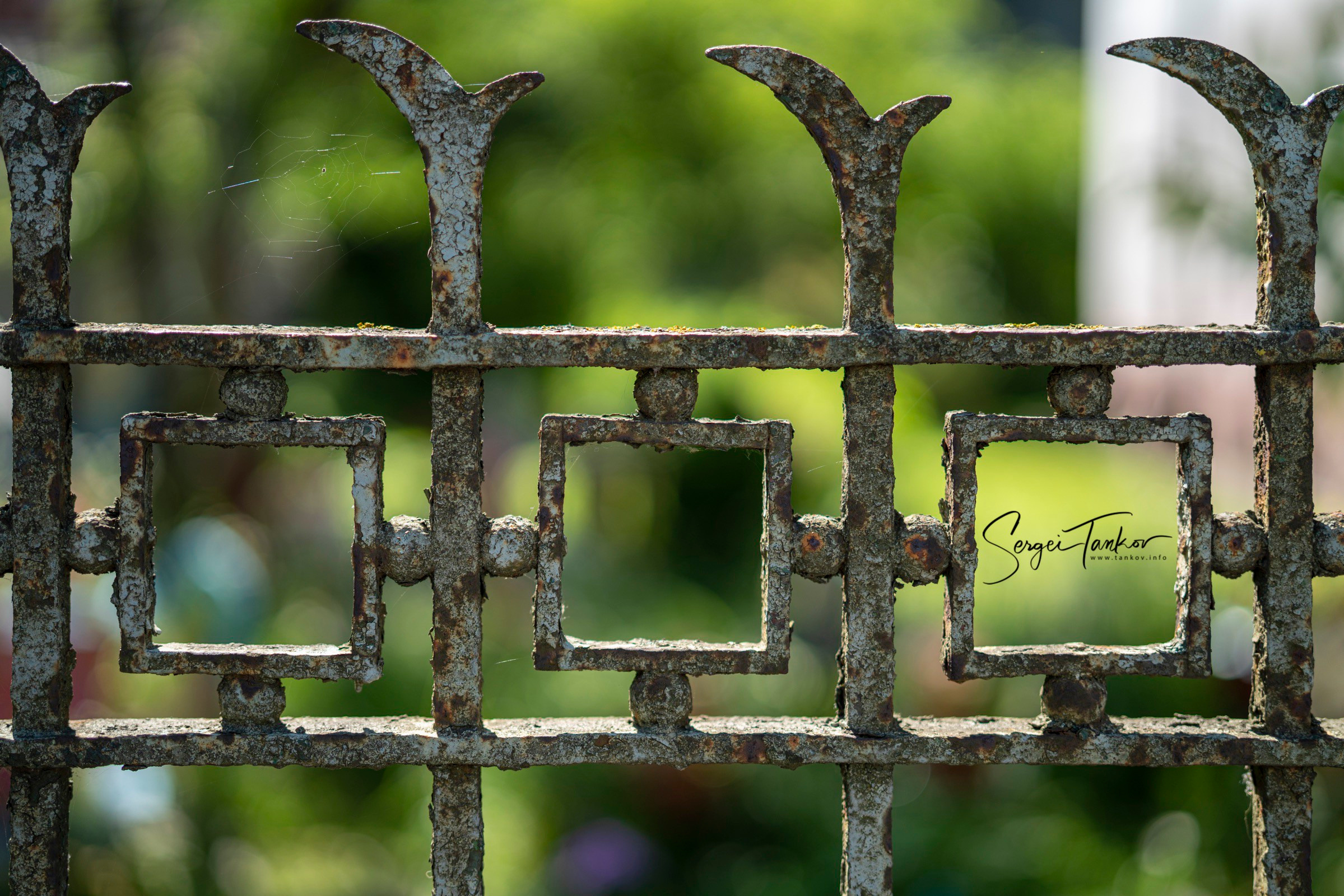 Калининград (июнь 2019). Фотограф Сергей Танков