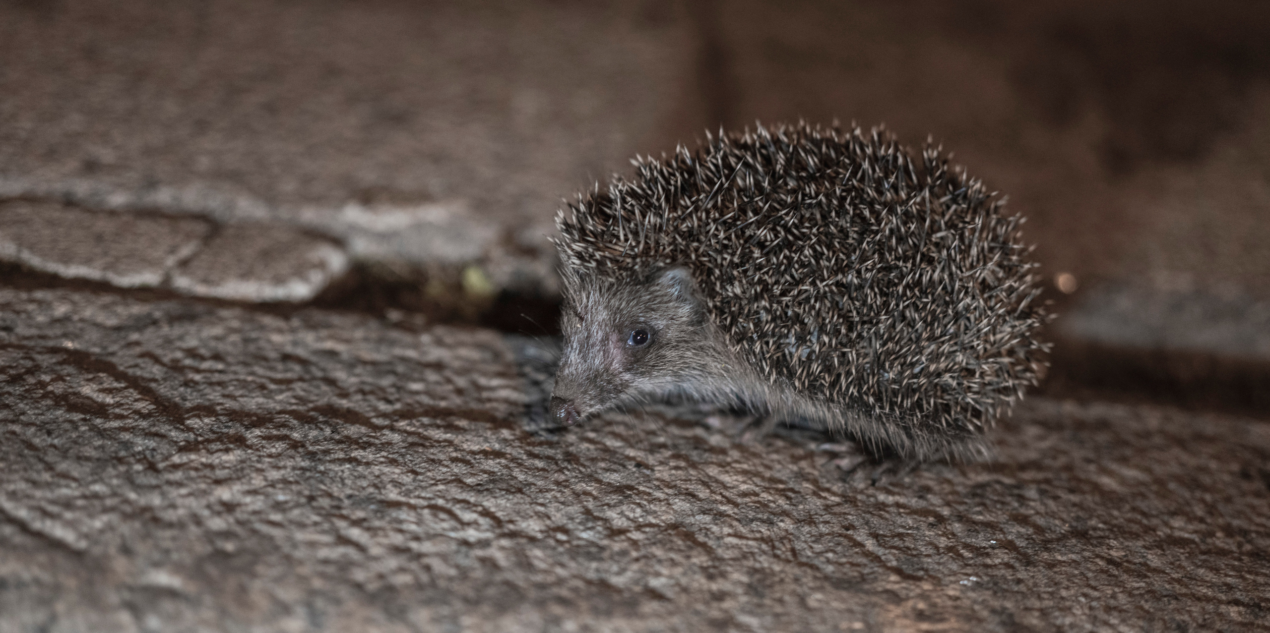 Питер (2020). Фотограф Сергей Танков