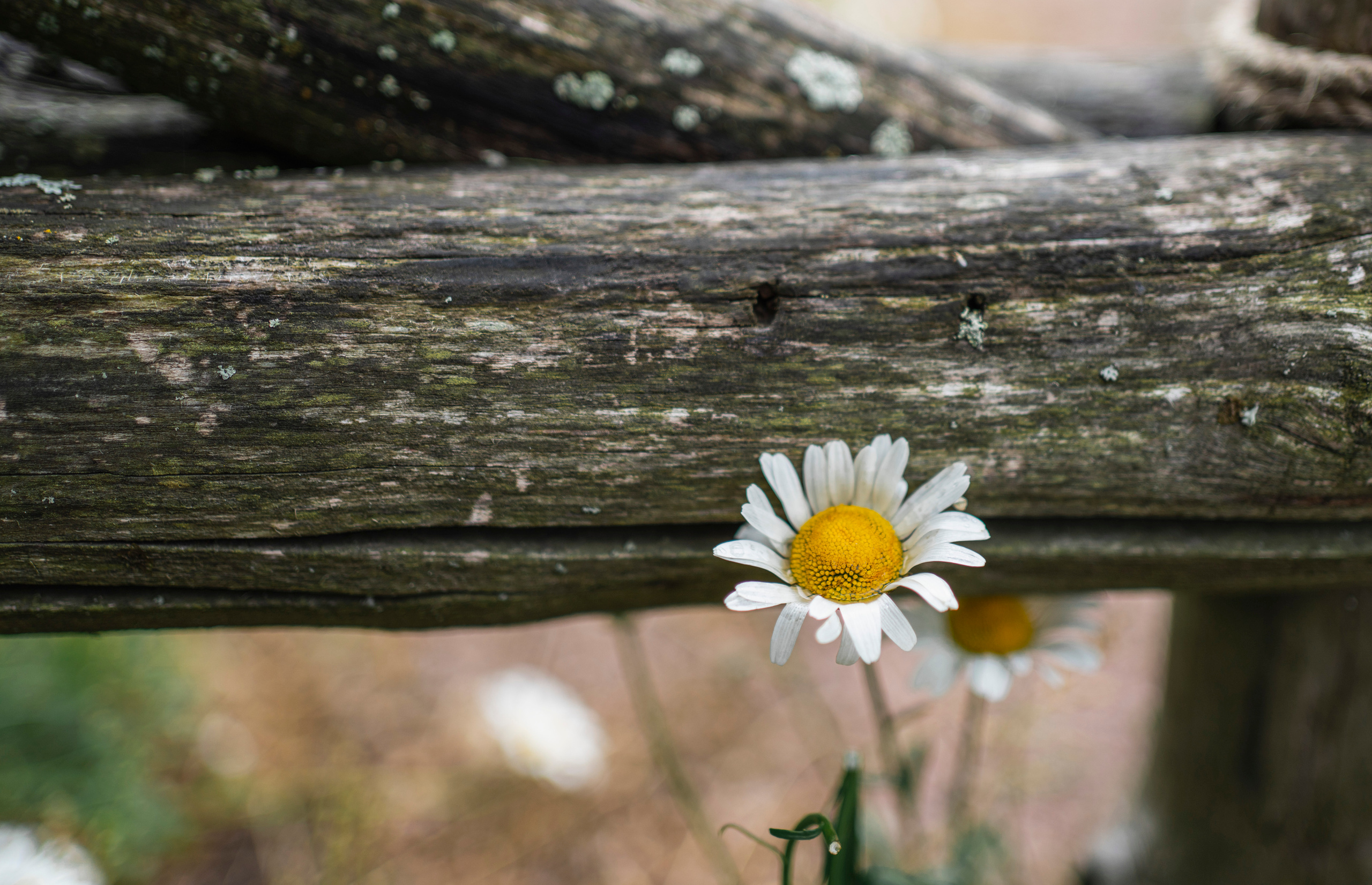 Питер (2020). Фотограф Сергей Танков