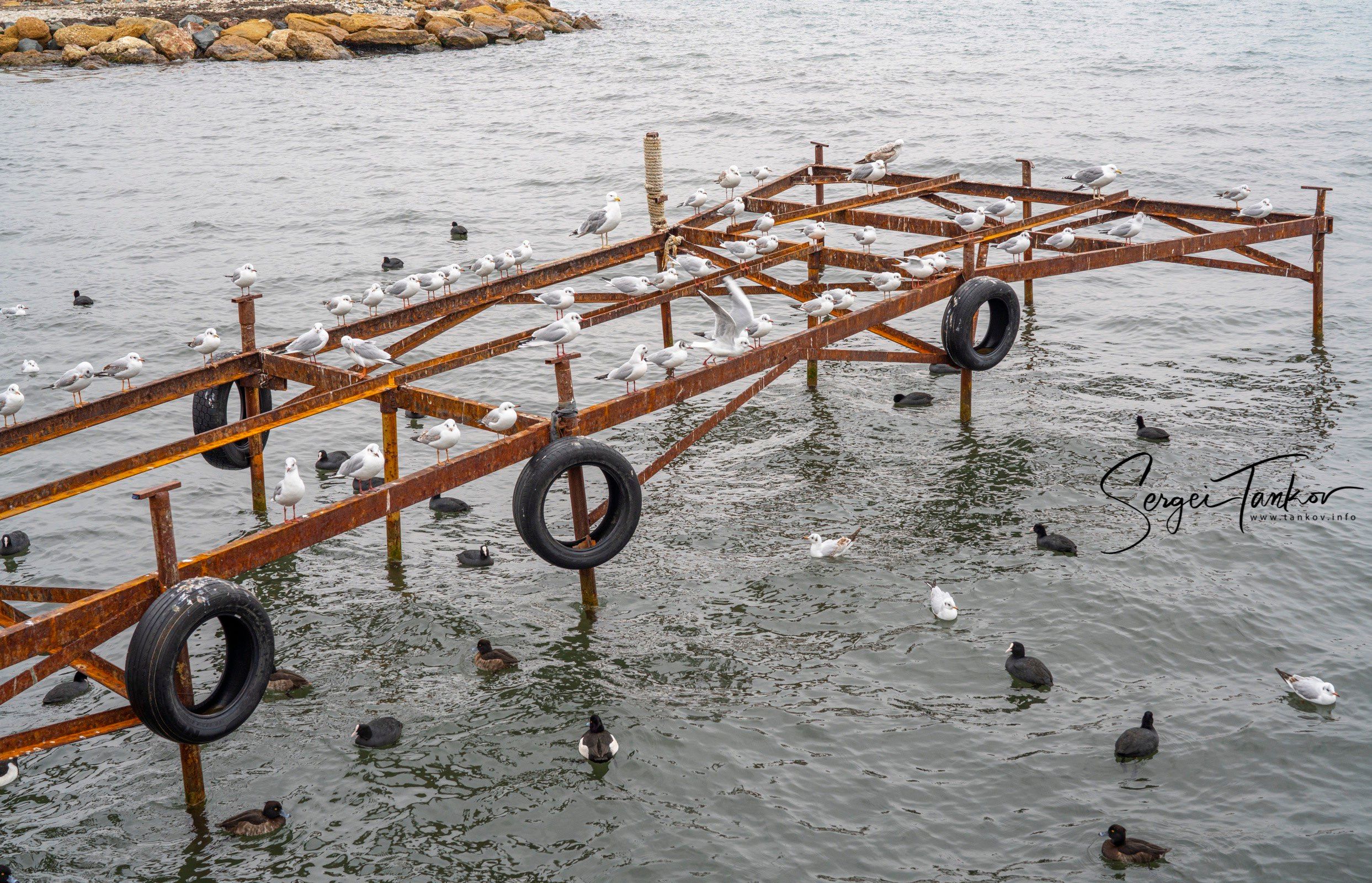 Крым (январь 2020). Фотограф Сергей Танков