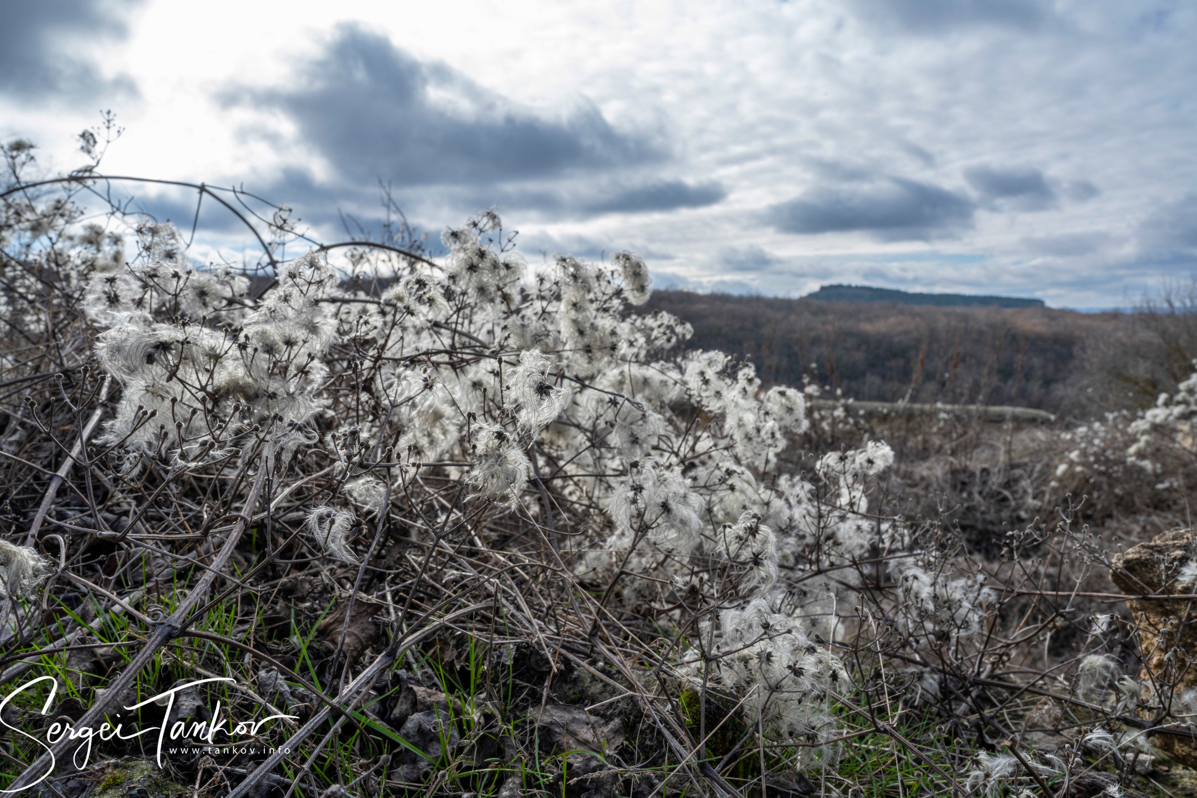 Крым (январь 2020). Фотограф Сергей Танков