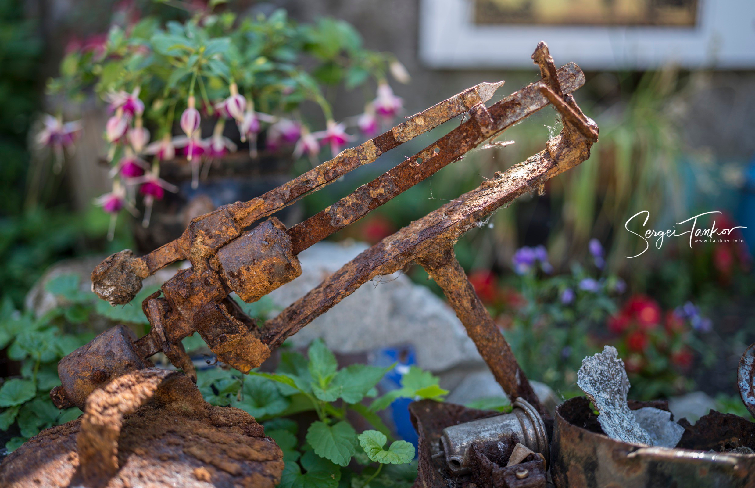 Калининград (июнь 2019). Фотограф Сергей Танков