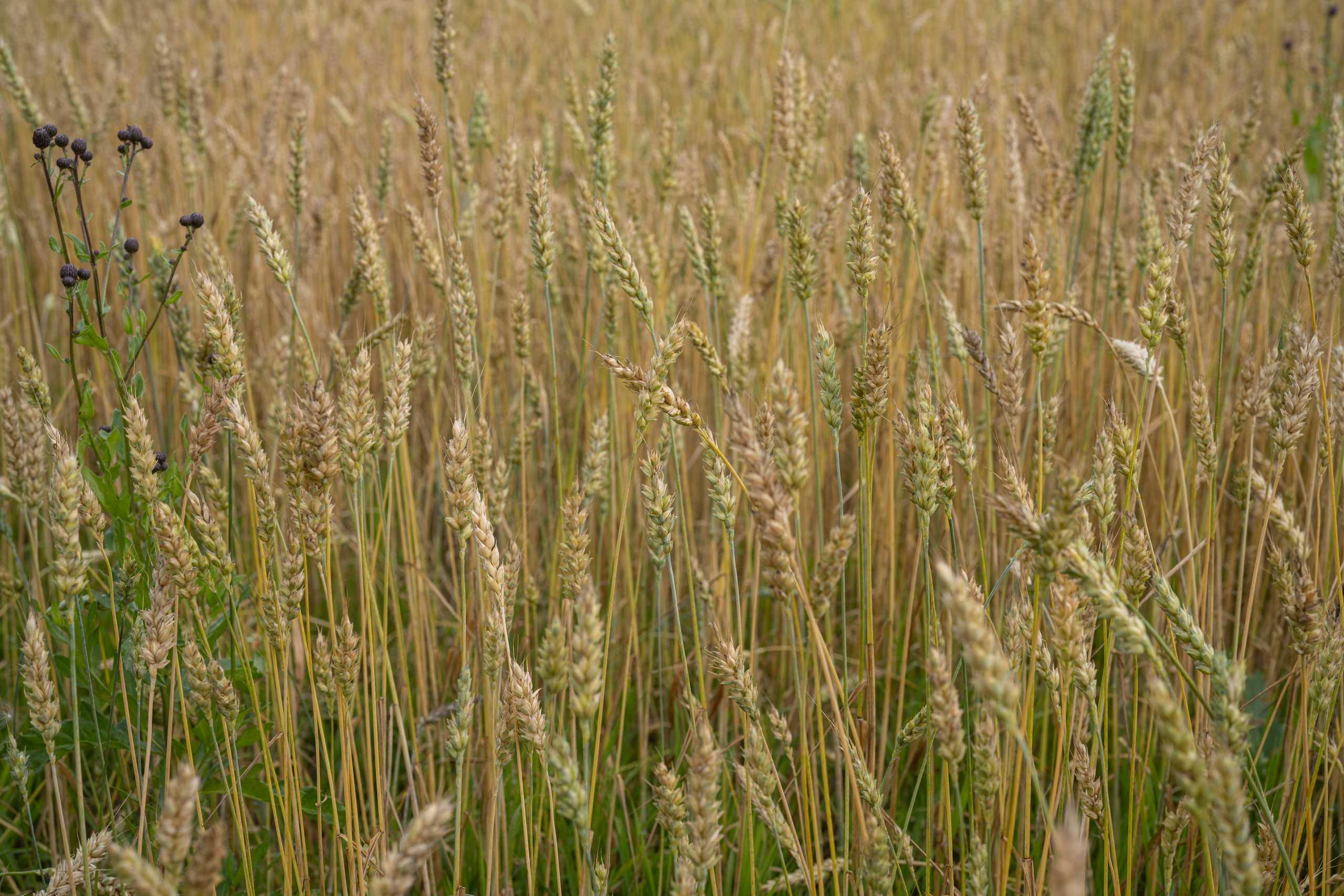 Питер (2020). Фотограф Сергей Танков