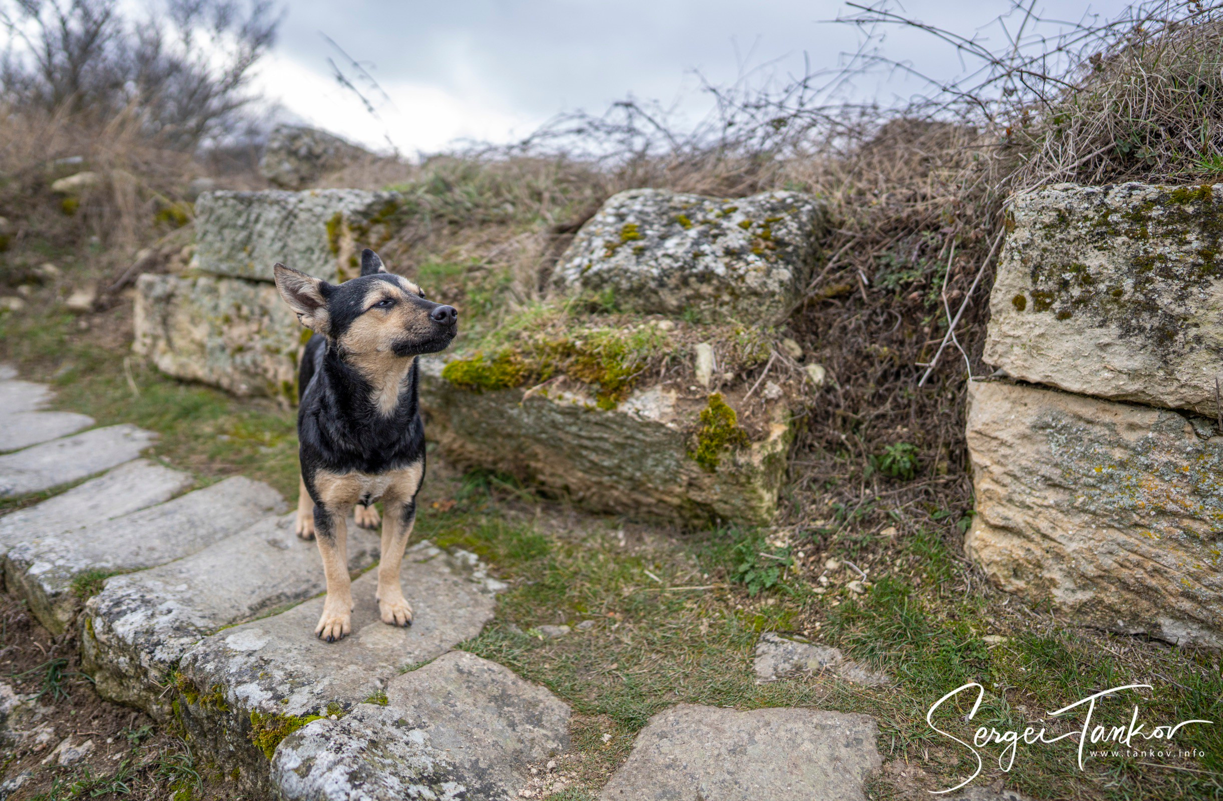 Крым (январь 2020). Фотограф Сергей Танков