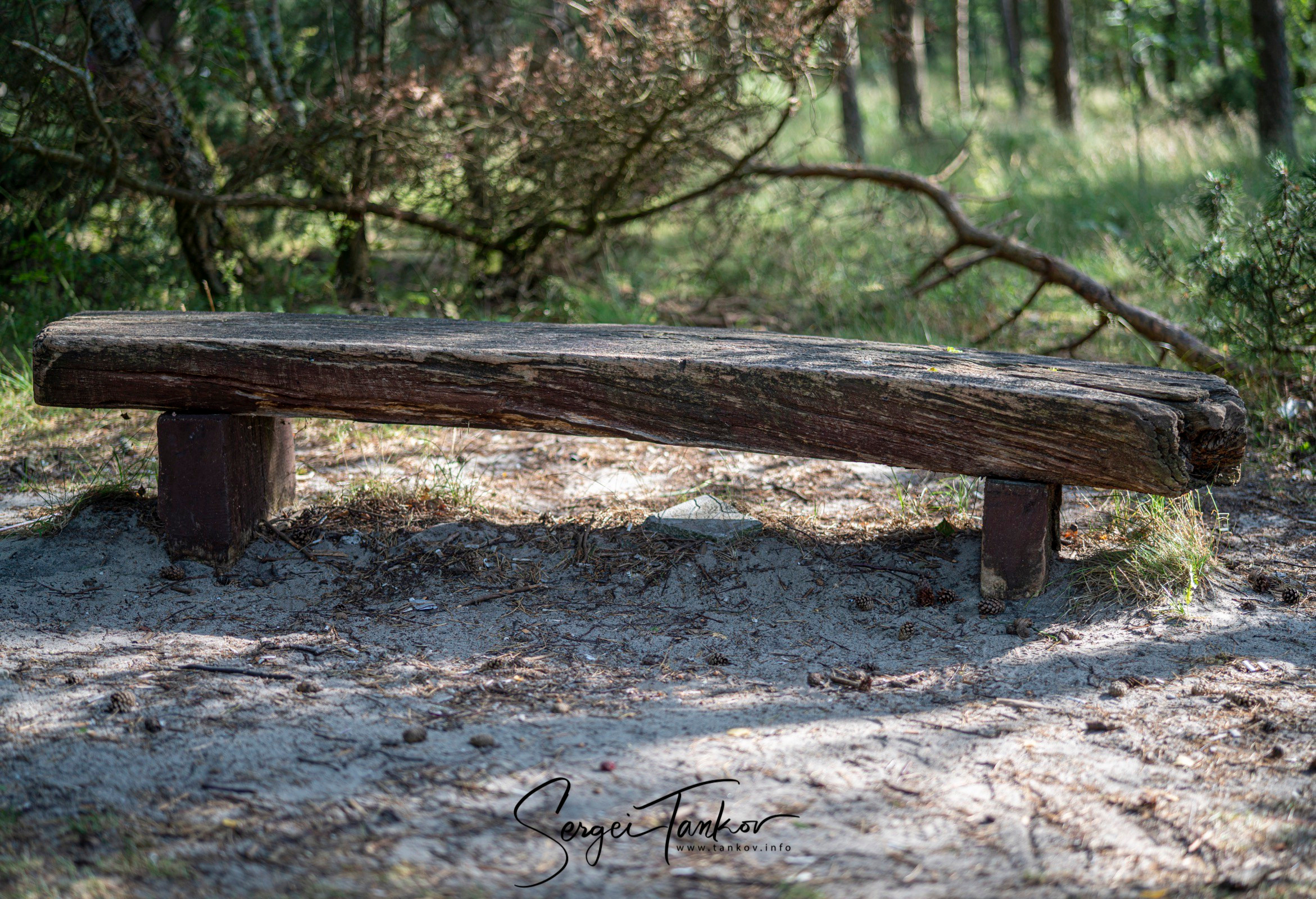 Калининград (июнь 2019). Фотограф Сергей Танков