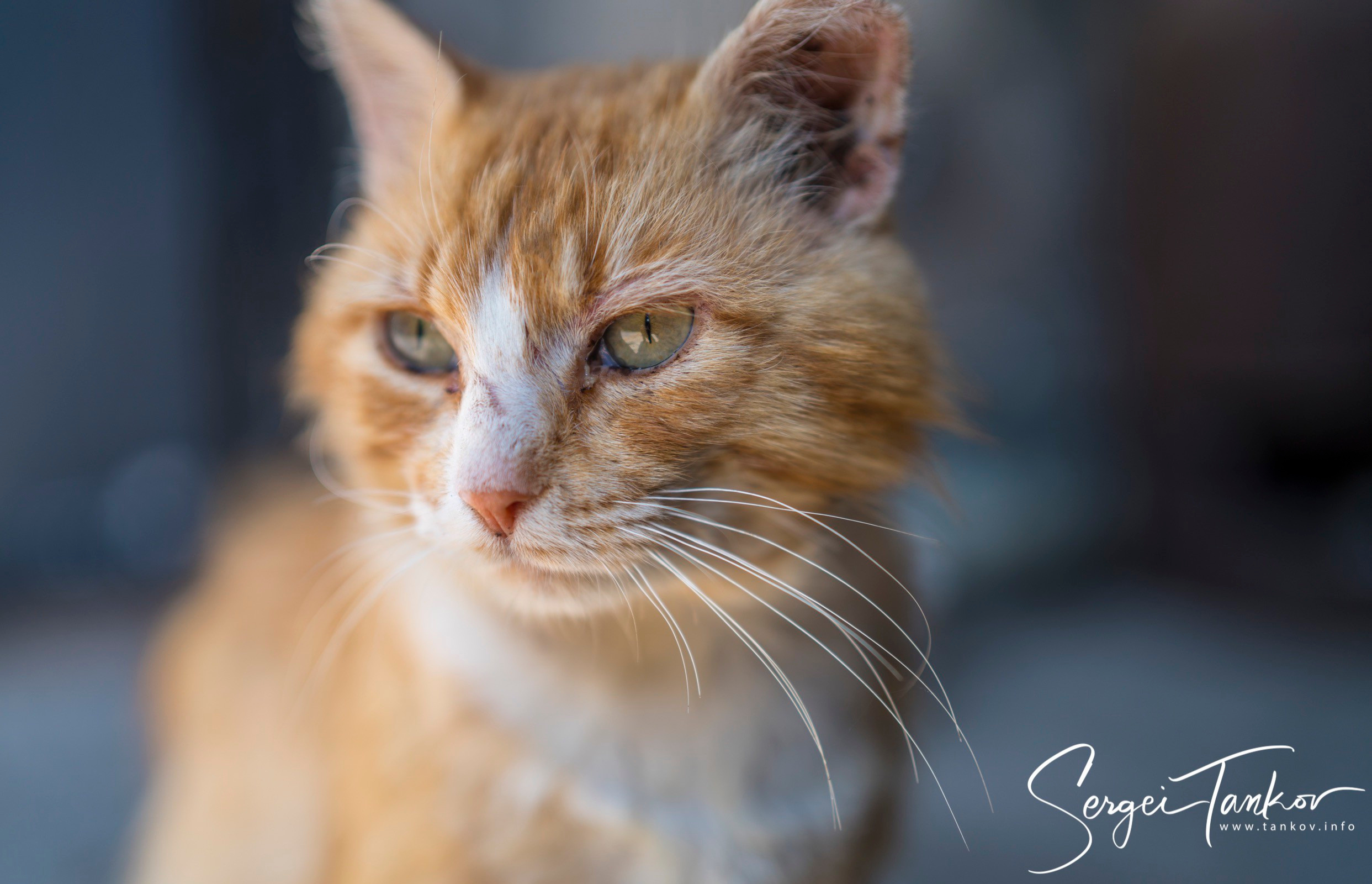 Калининград (июнь 2019). Фотограф Сергей Танков