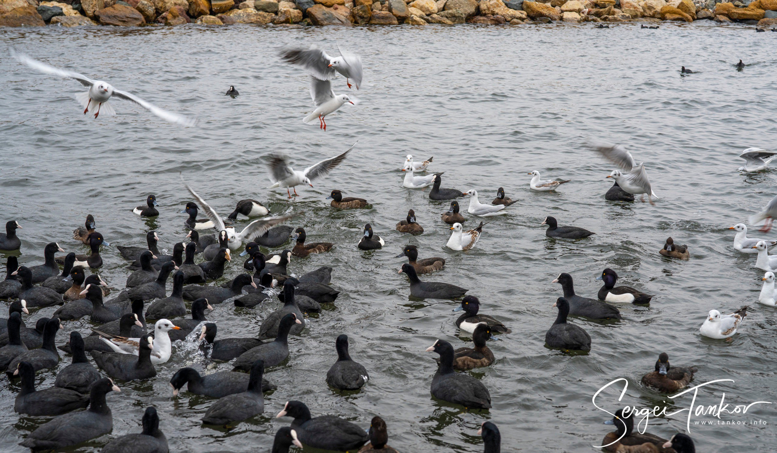 Крым (январь 2020). Фотограф Сергей Танков