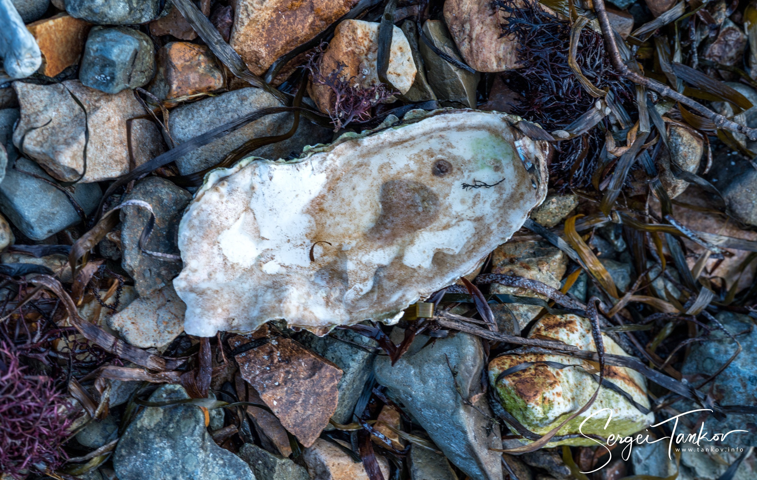 Владивосток (сентябрь 2019). Фотограф Сергей Танков
