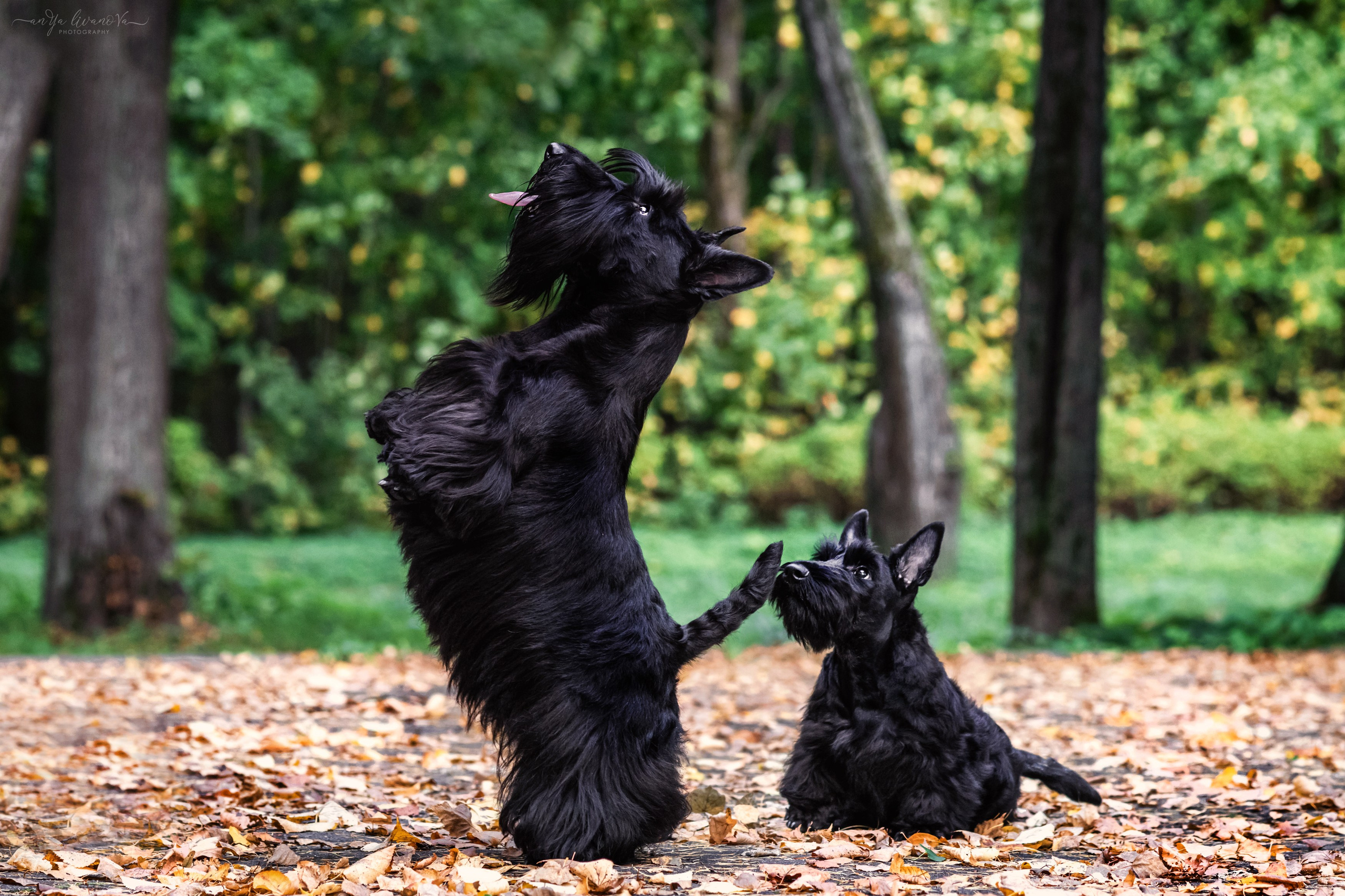 Скотчики Аврора и Амира. Фотограф анималист Аня Ливанова | Рыбинск