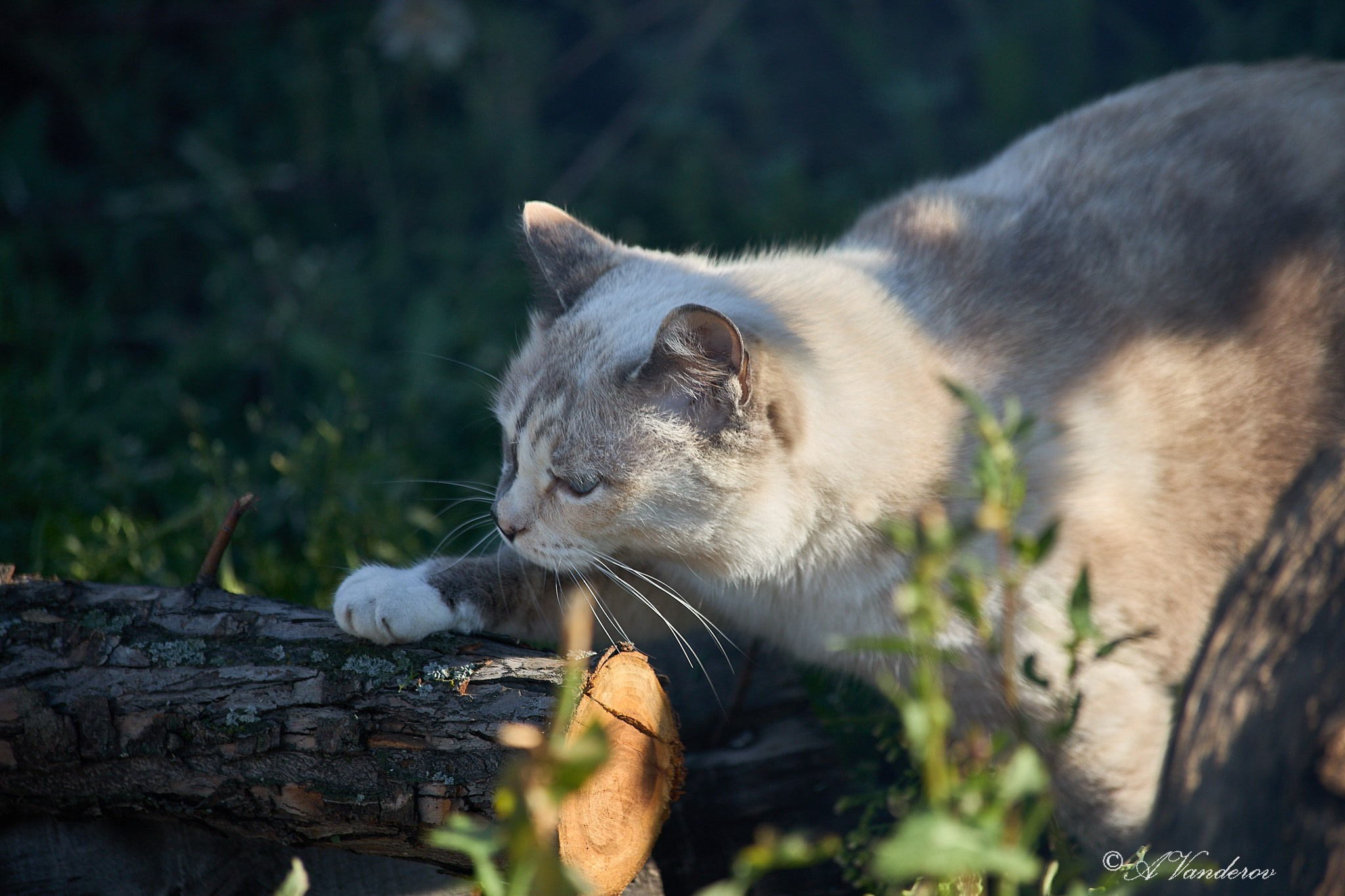 Село Савкино Баганского района Новосибирской области. Фотограф Омск | Александр Вандеров
