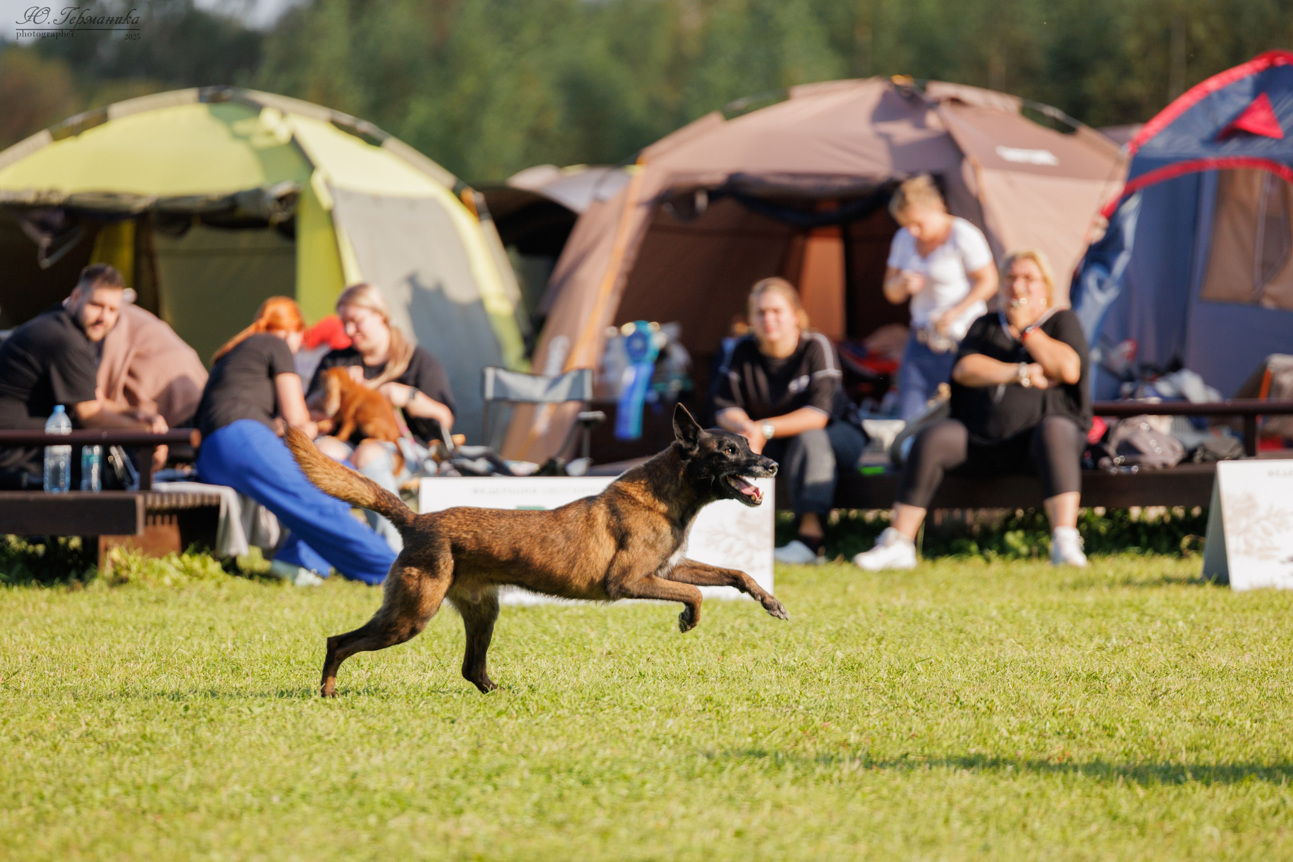 Переславль 5-7.08.2025. Фотограф-анималист Юлия Германика
