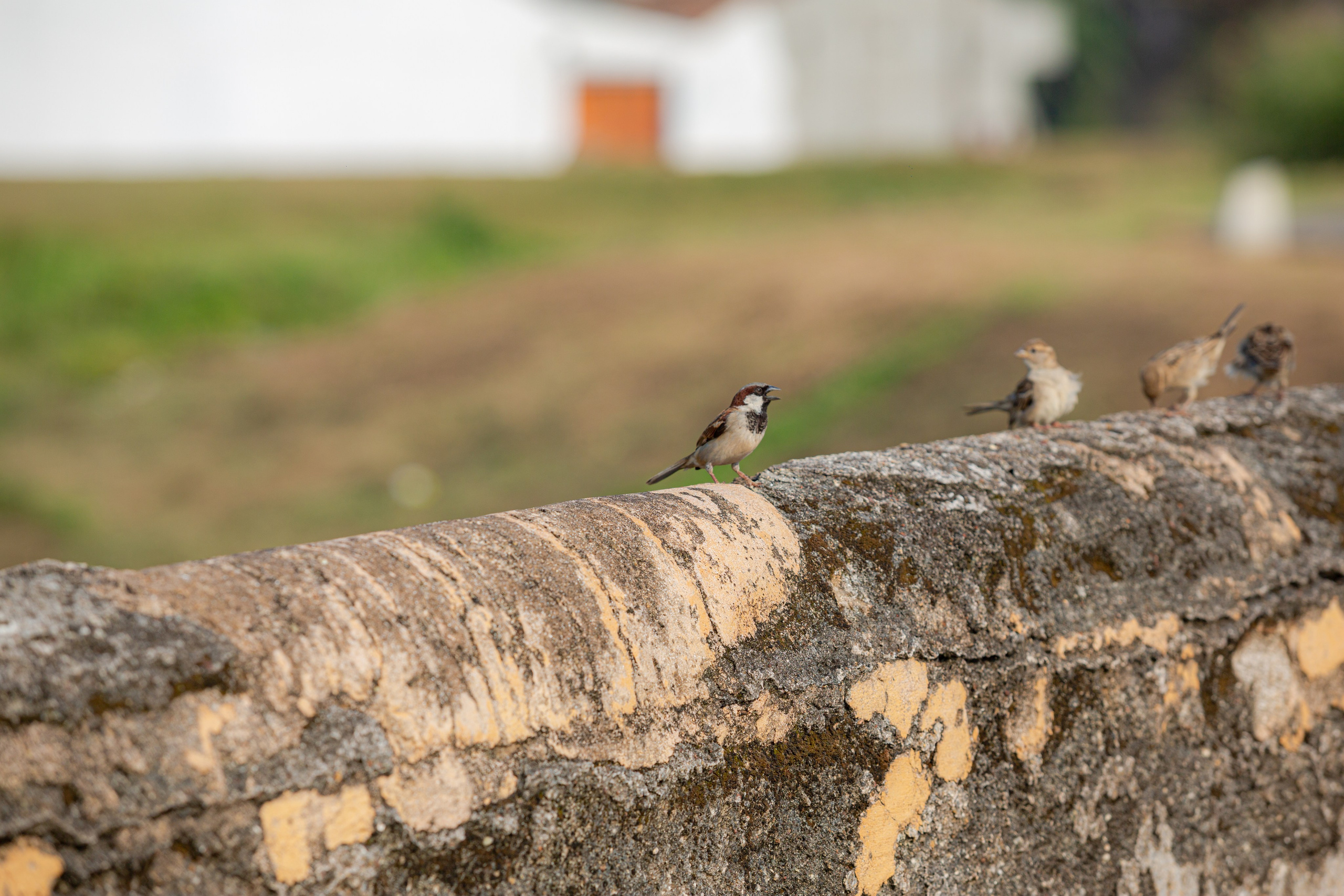 Galle. Фотограф Сонкина Татьяна