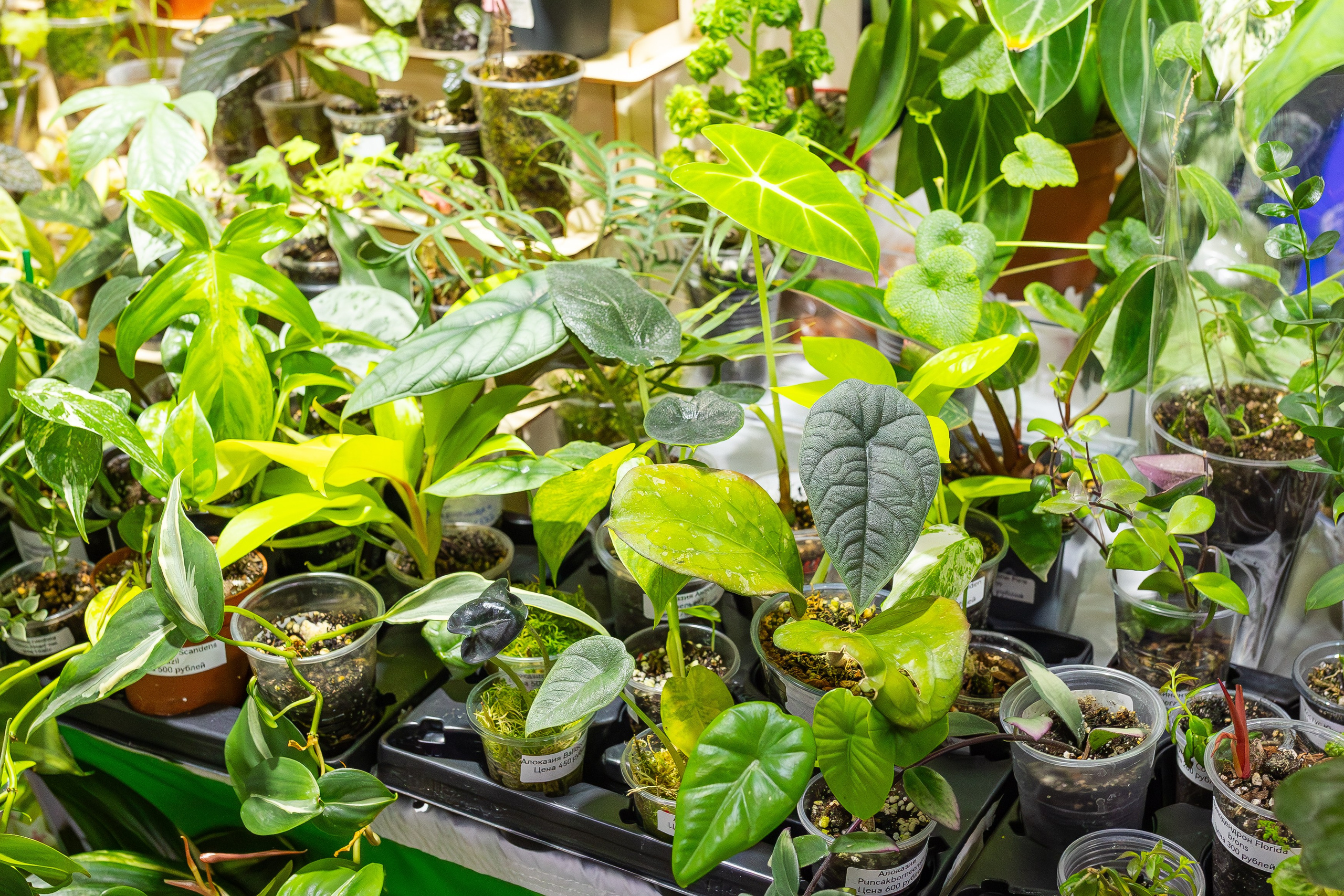 Орхидиум сентябрь 2025. Александра Куликова фотограф, Москва