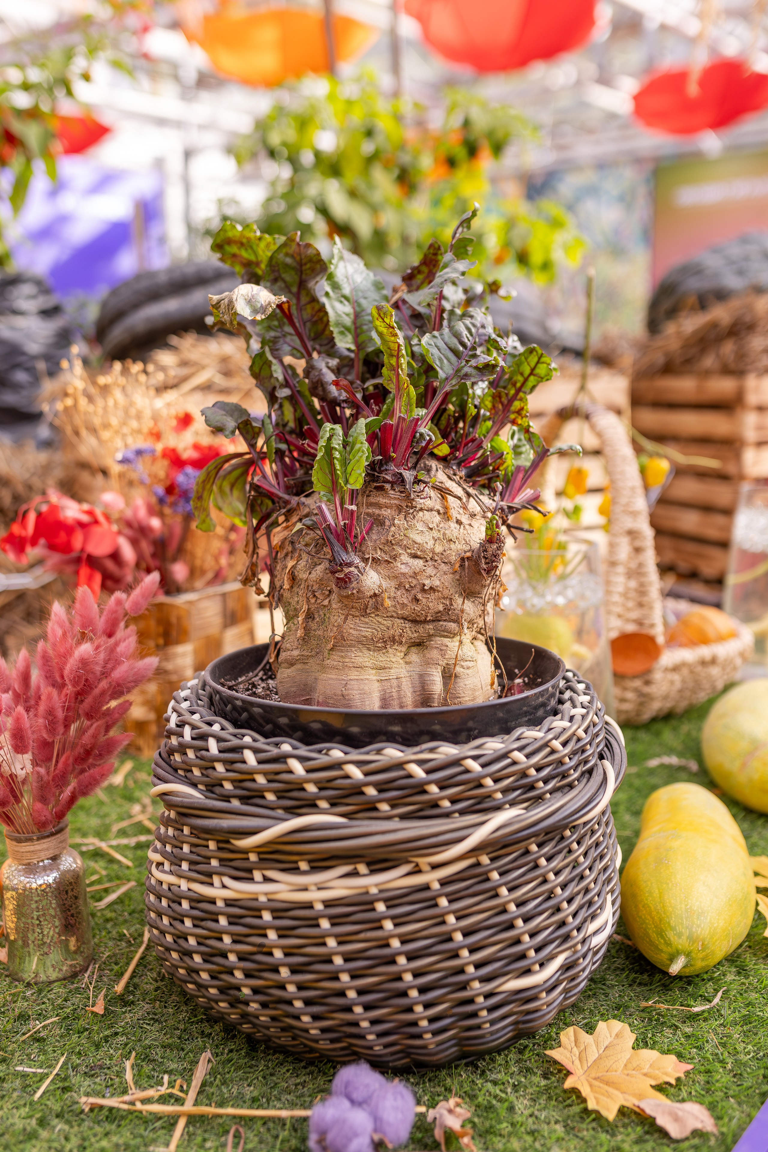 Овощи-гиганты. Александра Куликова фотограф, Москва