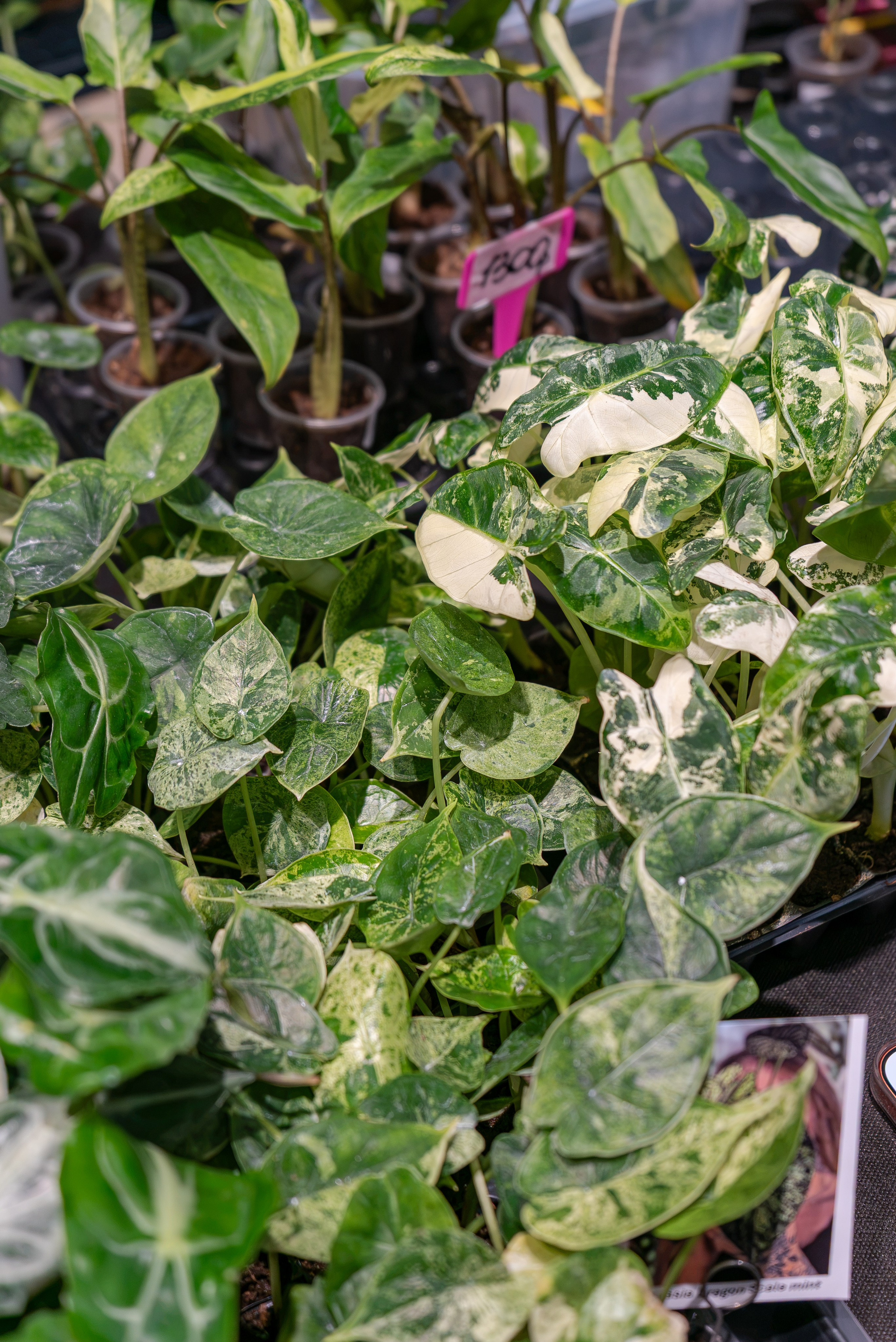 Greenrare июль. Александра Куликова фотограф, Москва