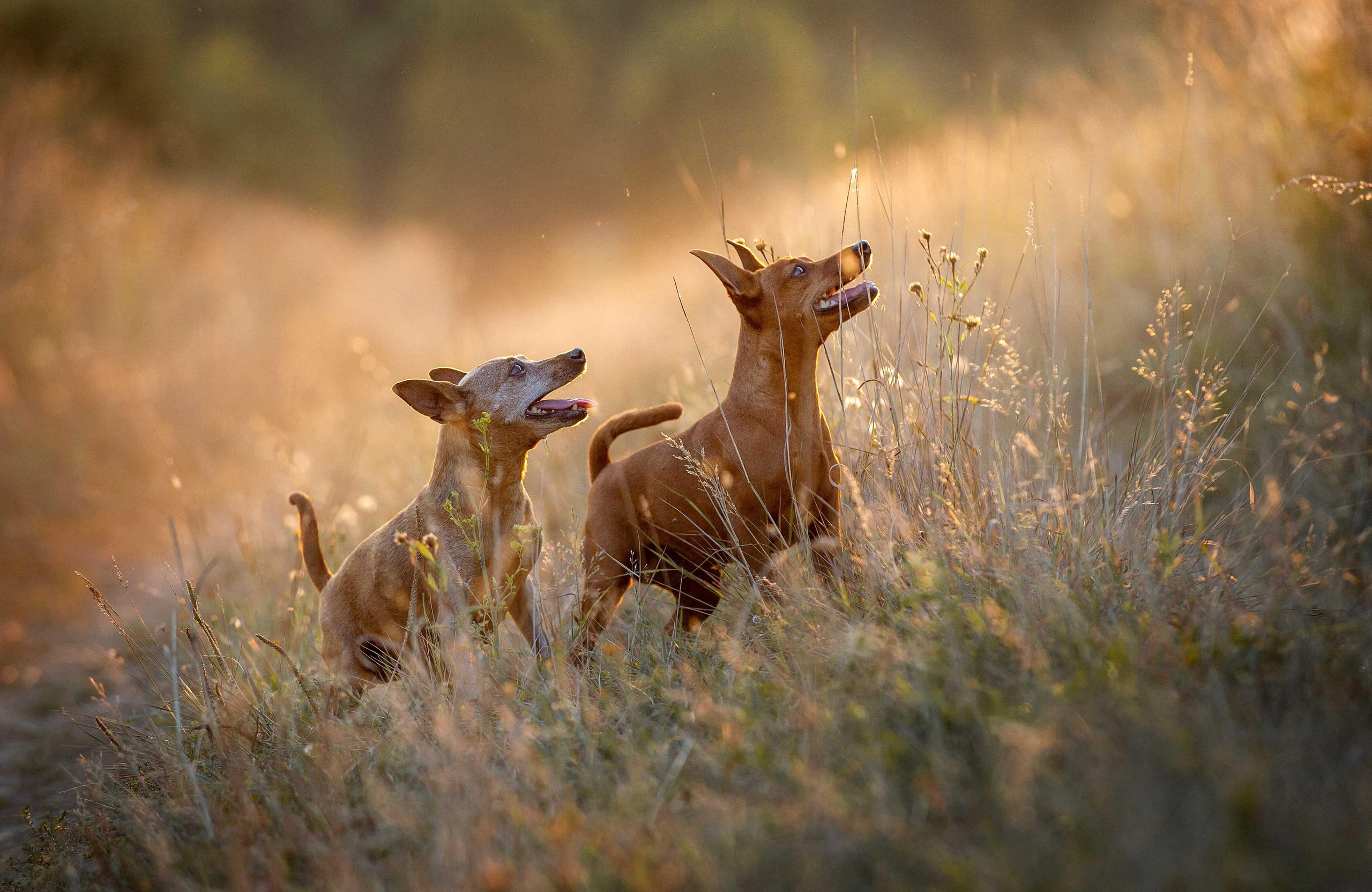 Собаки. Портретная и свадебная фотосъемка. Москва и область