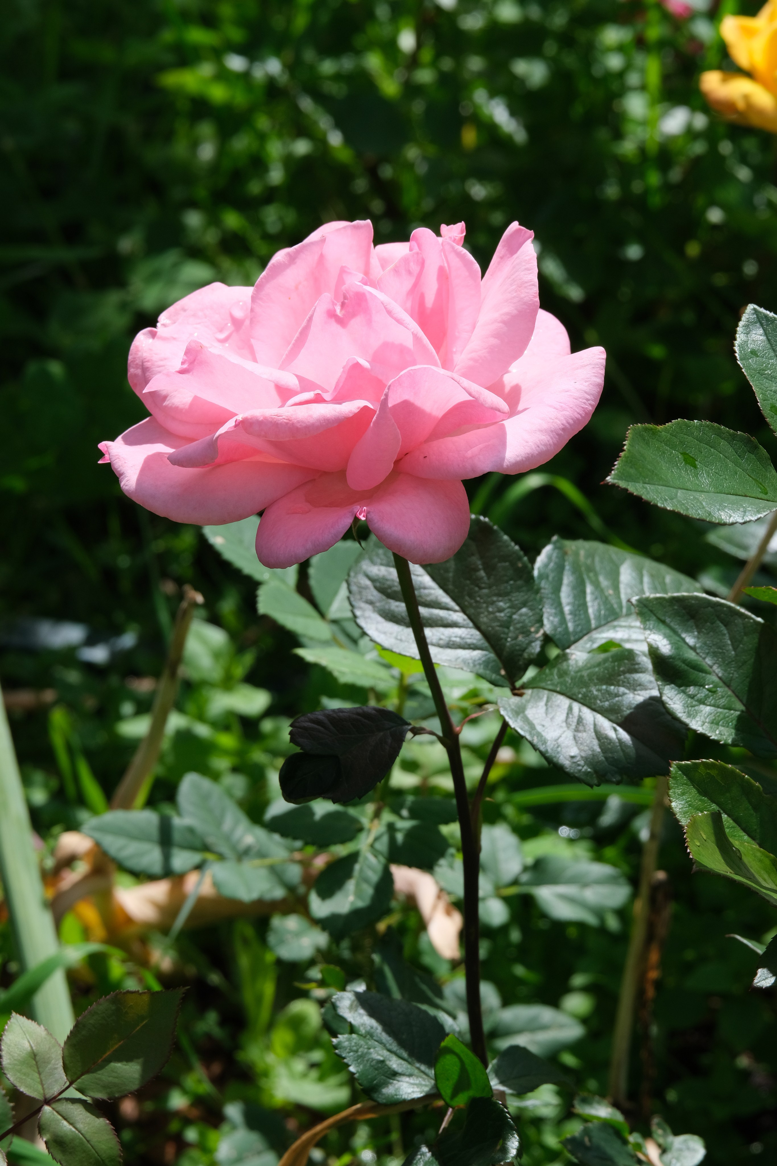 Портреты I. Фотографии города, архитектуры, цветов, макро, кошек. Москва