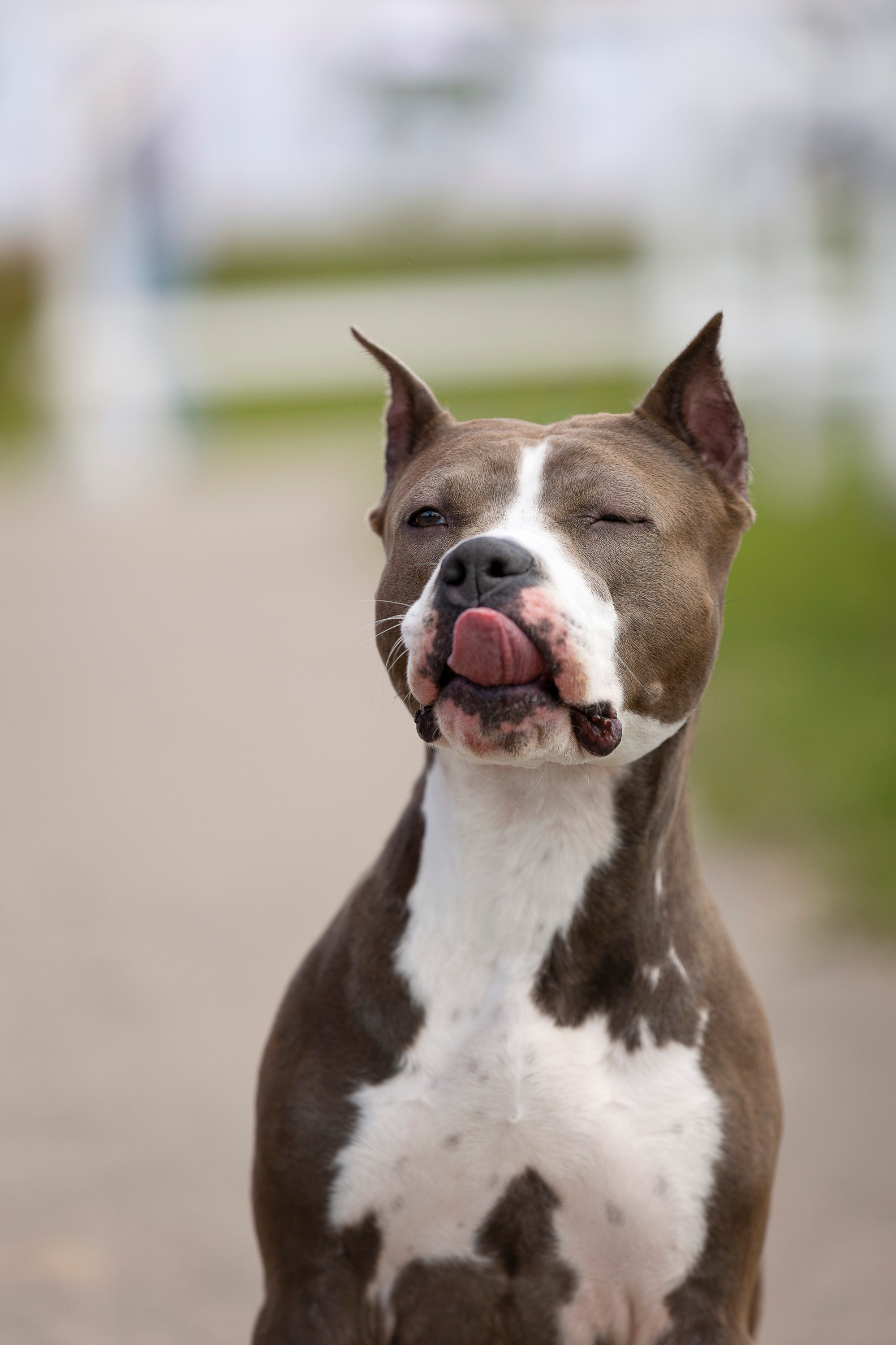 Россия 2024. Фотограф анималист, семейный фотограф, фотограф собак Комратова Мария. г. Москва