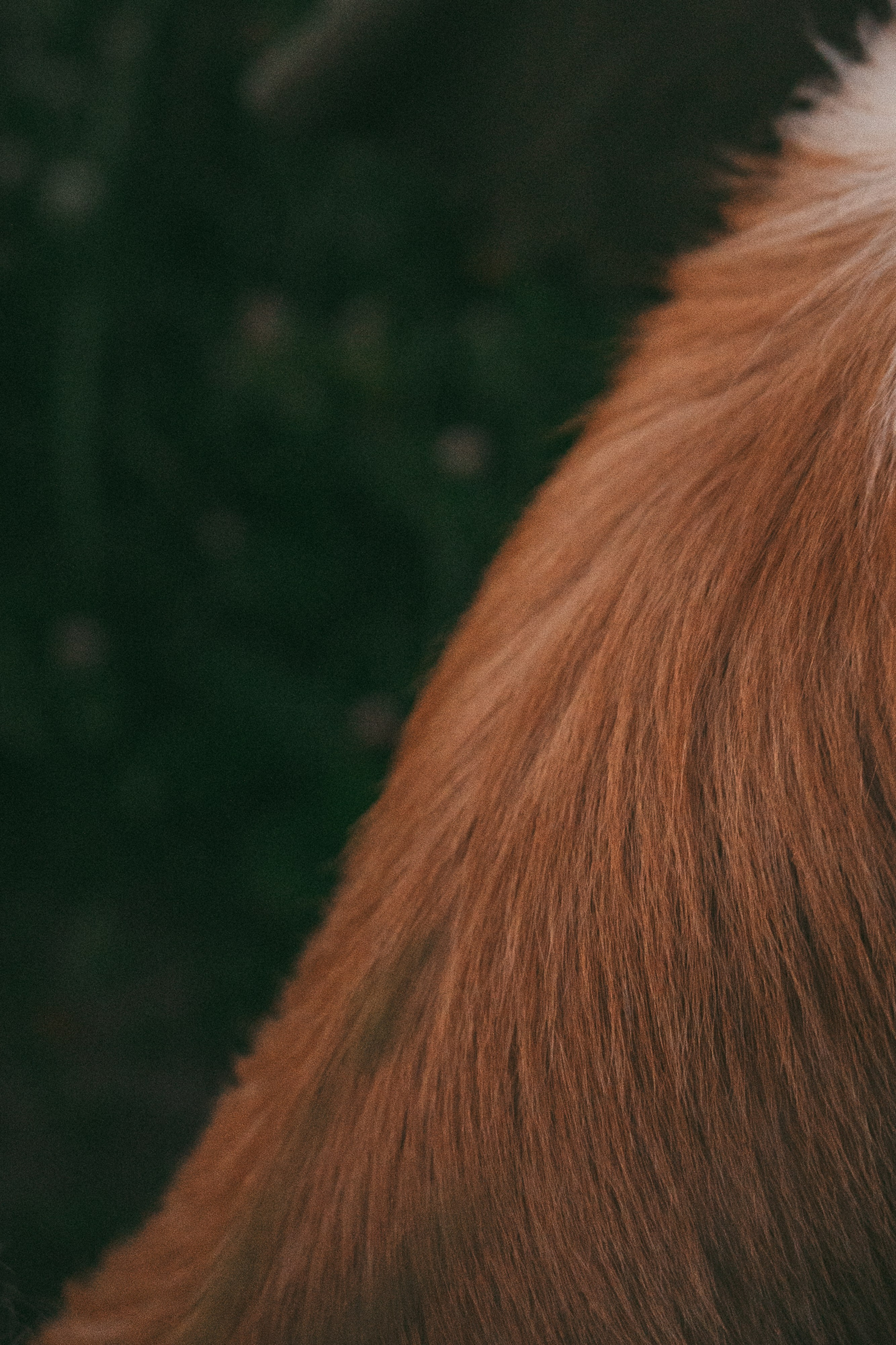 Рина и Марси. Фотограф анималист в Москве и Санкт-Петербурге Свиридова Анна