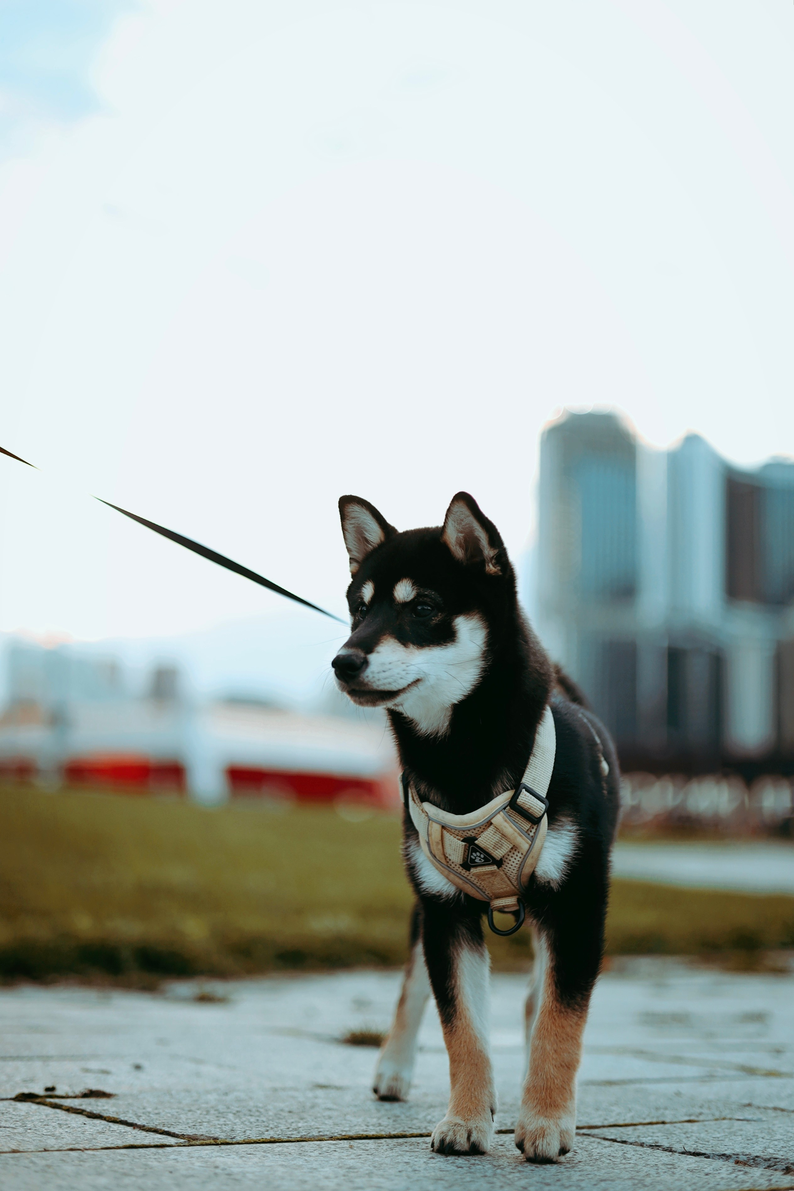 Puppy. Фотосессии в Москве и Санкт-Петербурге, а также по столицам стран Евро