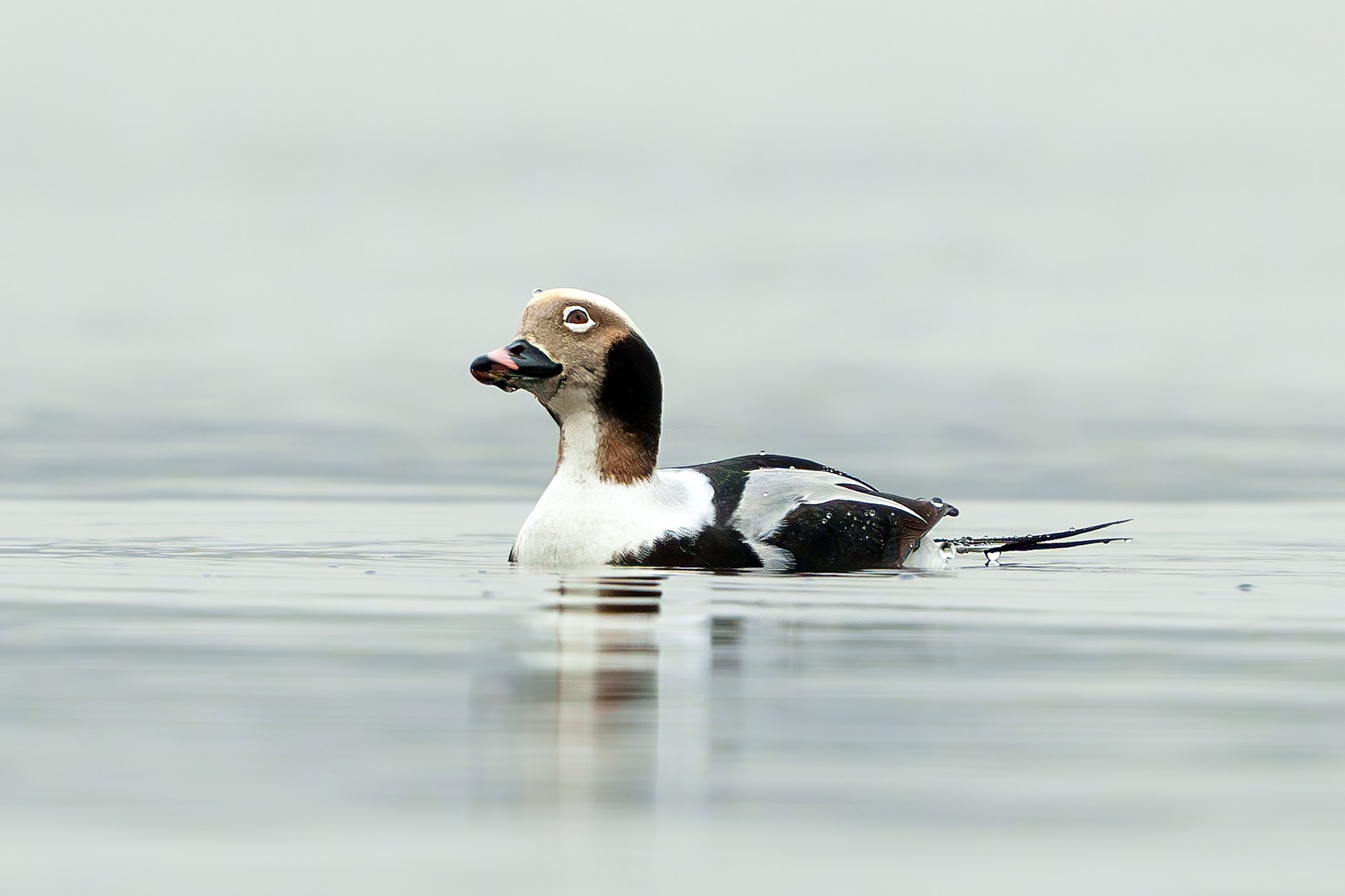 Удивительные мир птиц. Вокруг нас столько прекрасного — присмотритесь!. Ваш личный фотограф Марина Волкова