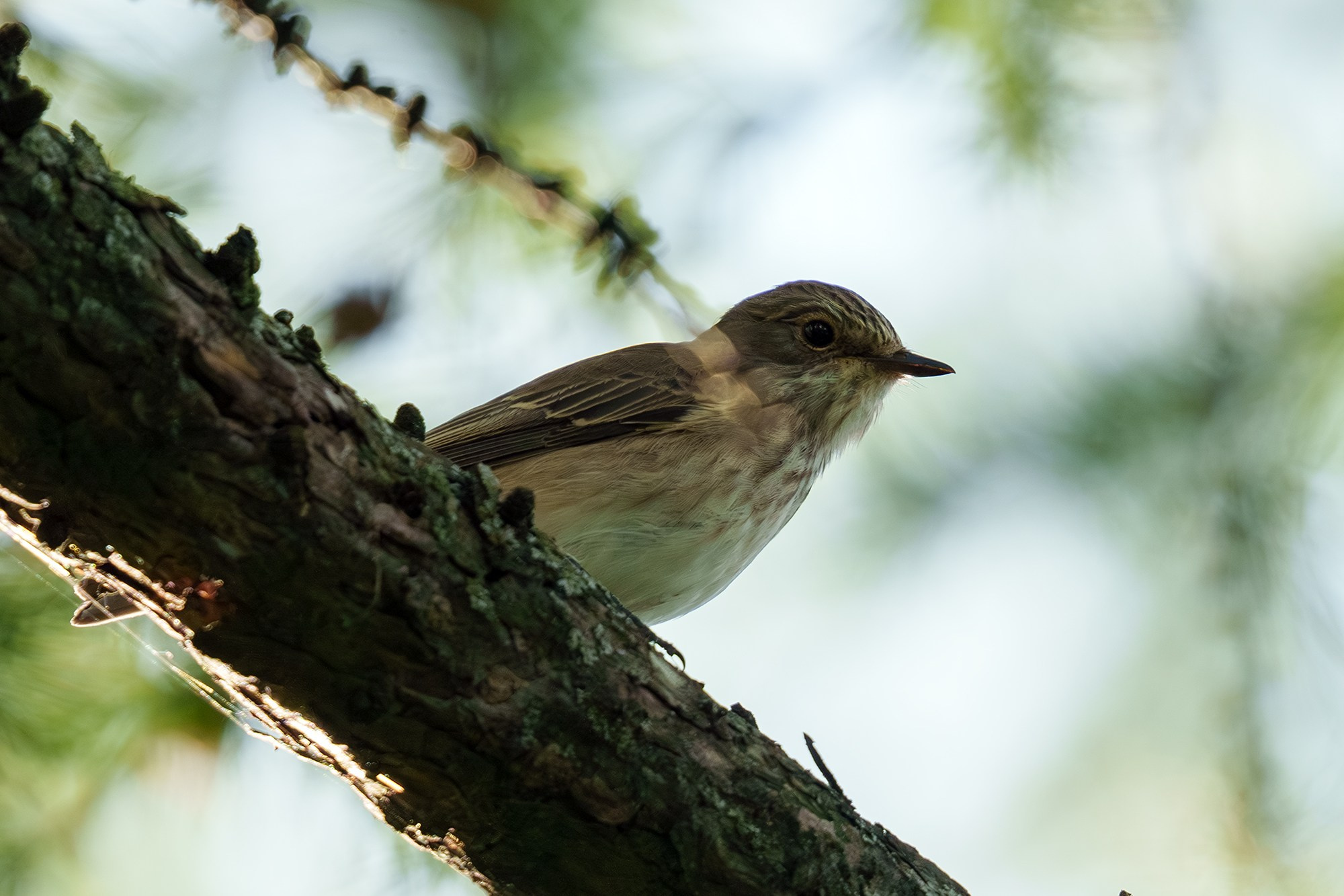 Удивительные мир птиц. Вокруг нас столько прекрасного — присмотритесь!. Ваш личный фотограф Марина Волкова