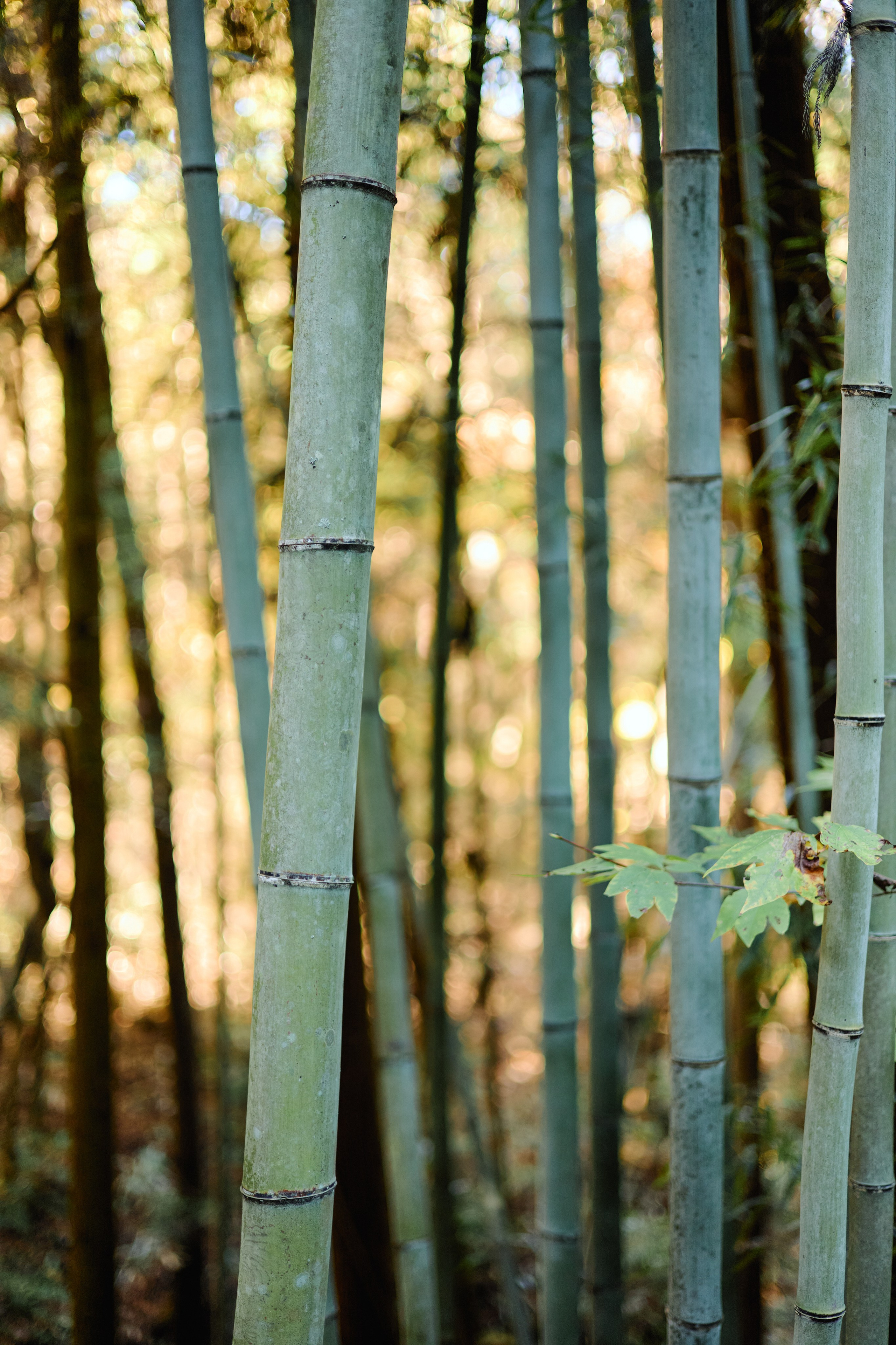 Япония. Профессиональный Фотограф во Владимире, в Москве и в Суздале — Полина Романычева