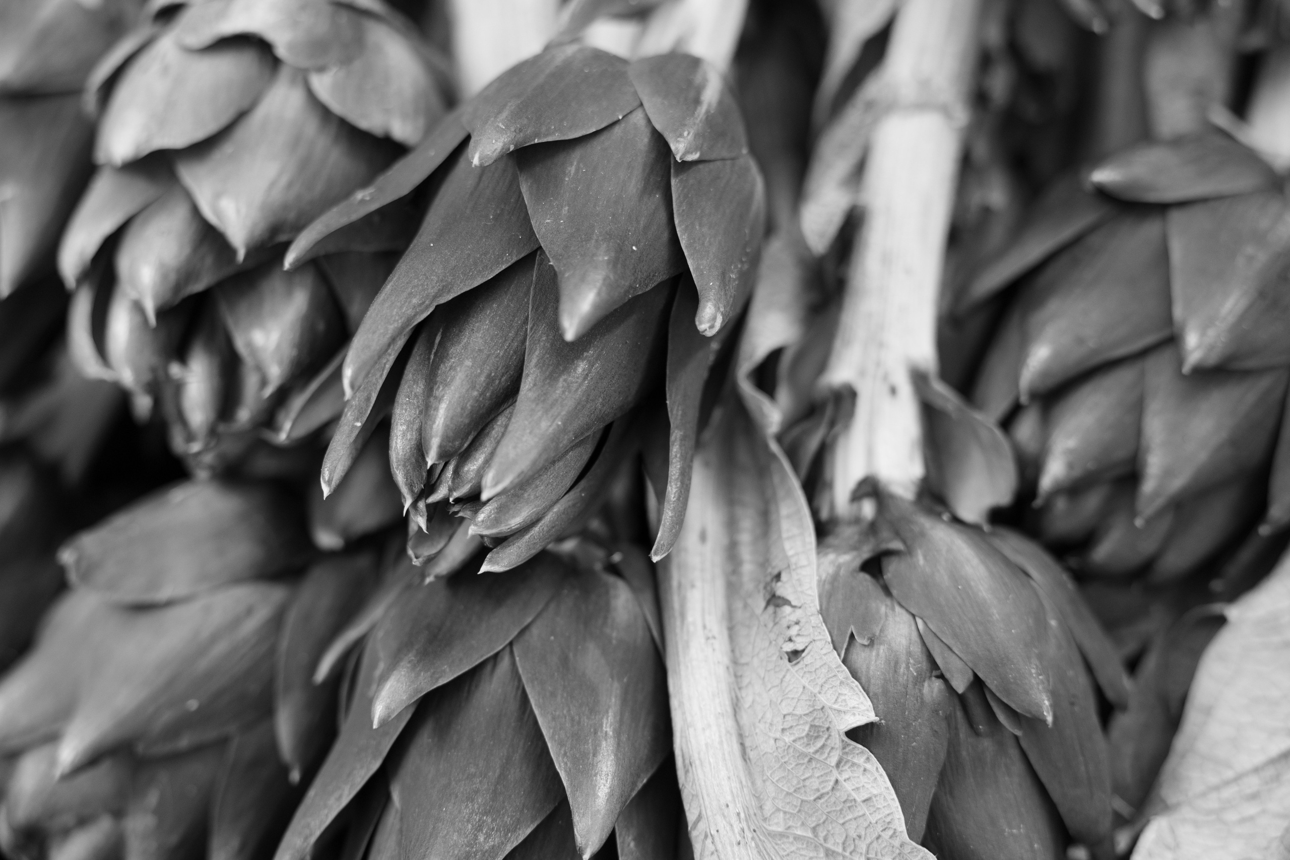 Art prints. Фотограф алина стерхова, алина стерхова фотограф, фотограф москва