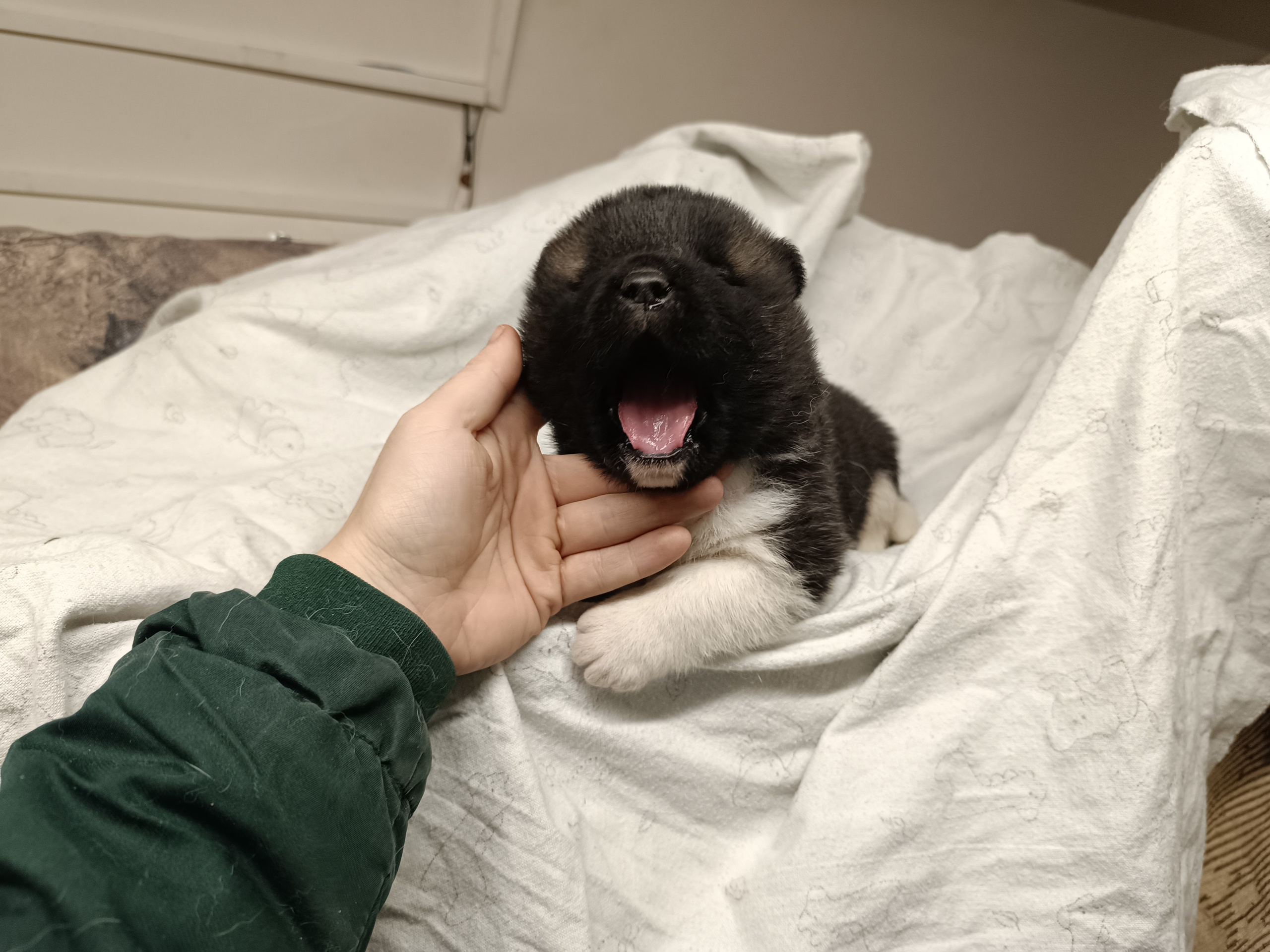 Американская акита  щенки питомник Санкт-Петербург клубные щенки Американская акита питомник RUBYLIGHT Рубилайт купить щенка американской акиты